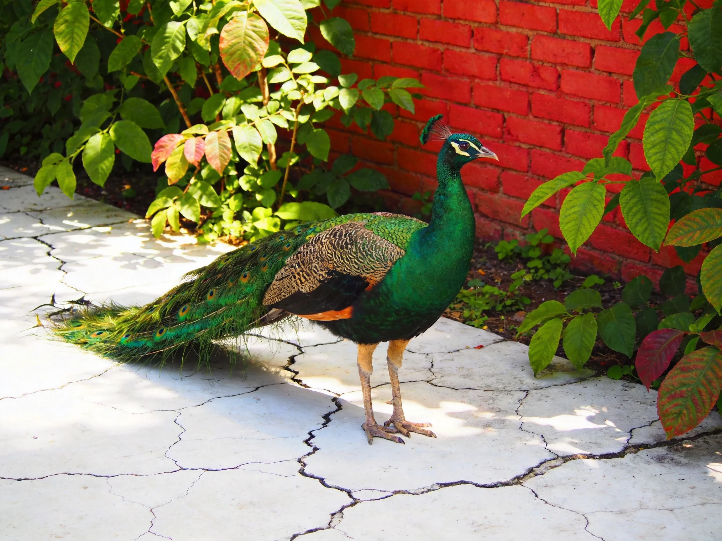 A vibrant peacock stands near a red brick wall with lush greenery