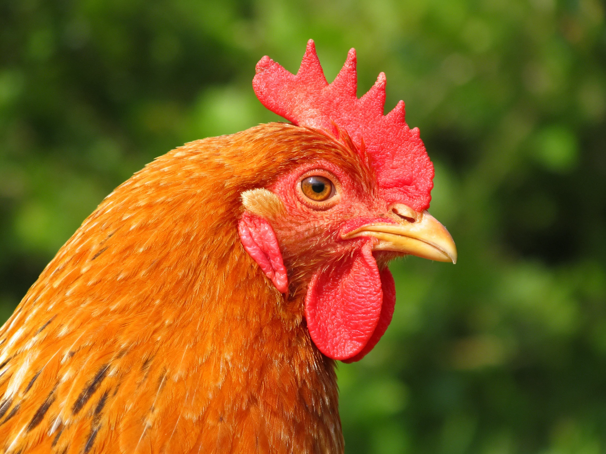 A vibrant red-combed brown hen with speckled plumage