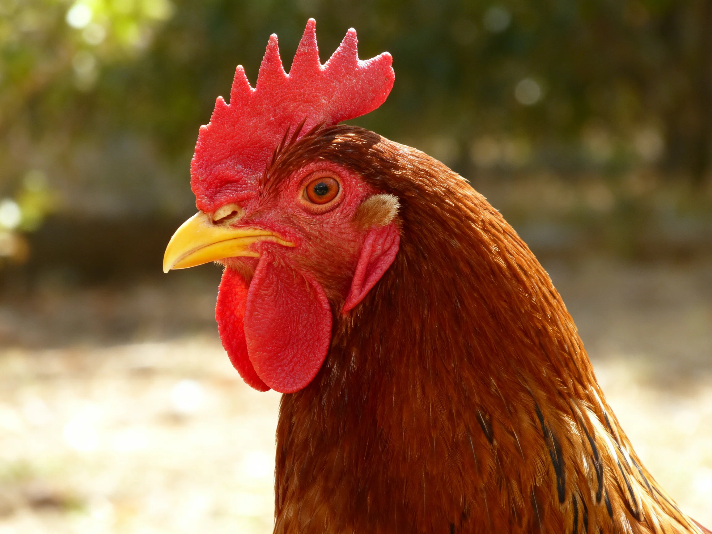 A vibrant red-combed brown rooster in natural daylight