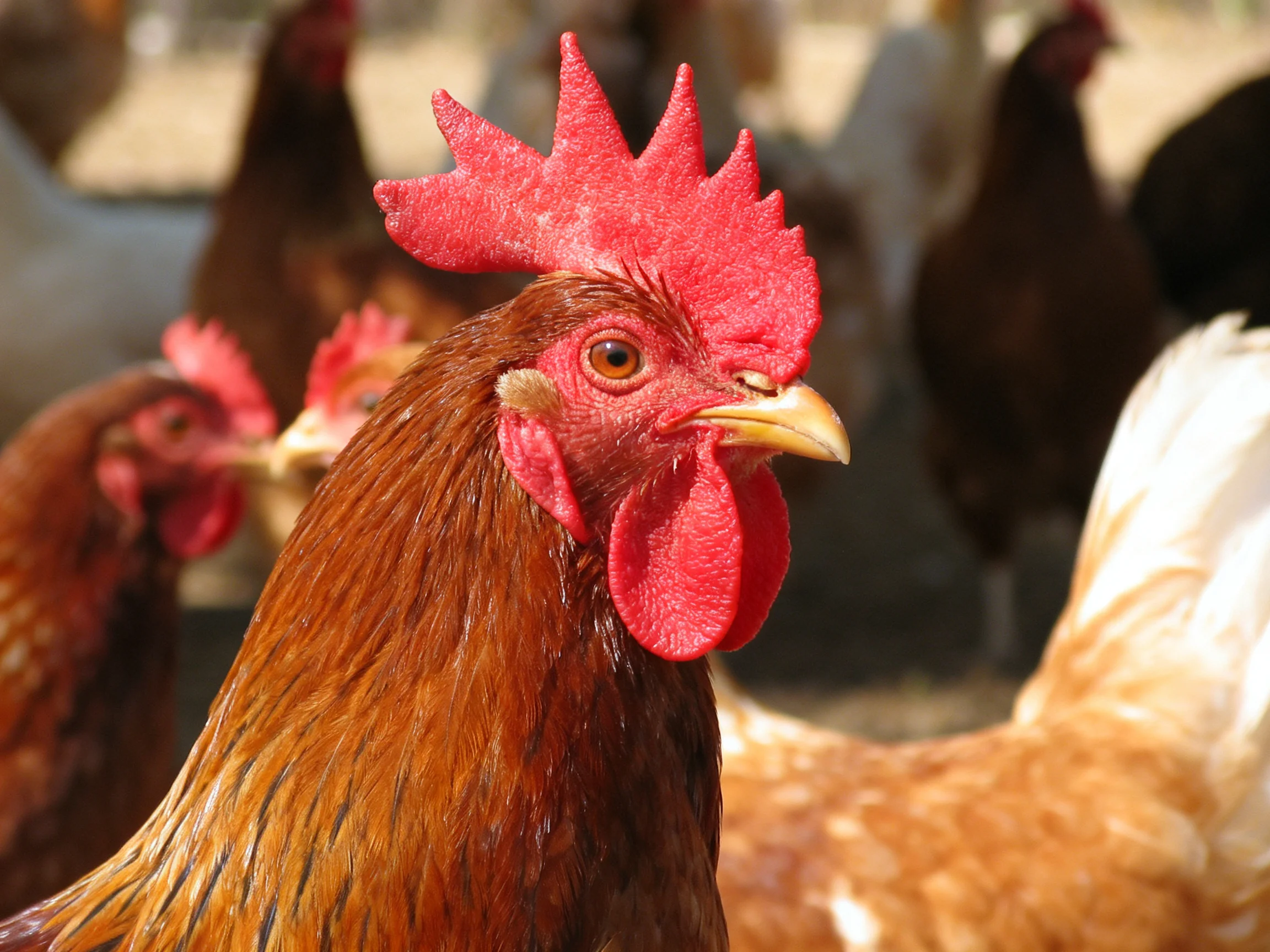 A vibrant red-combed rooster among brown and white feathered hens outdoors