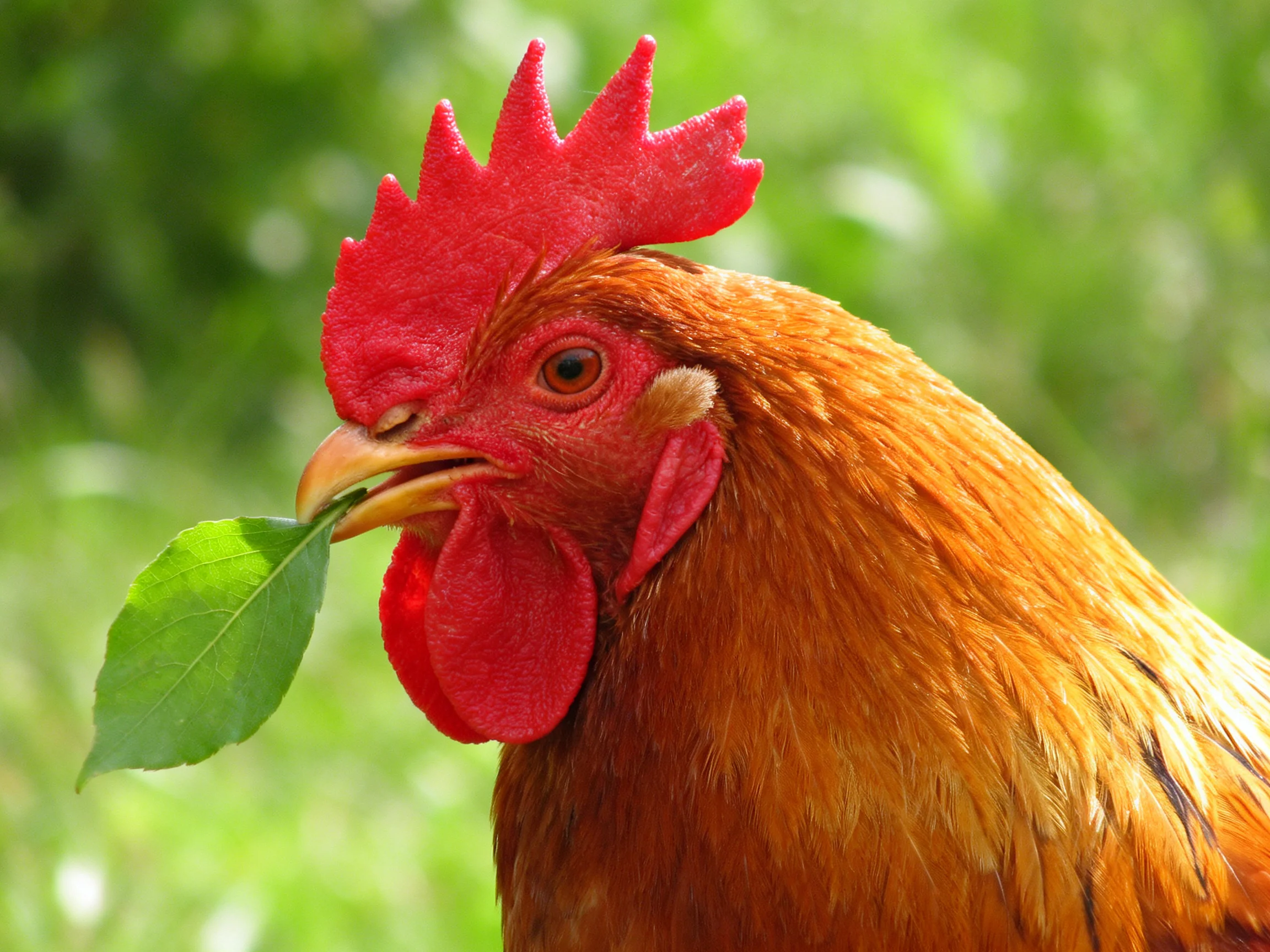 A vibrant red-combed rooster holds a bright green leaf amid soft greenery