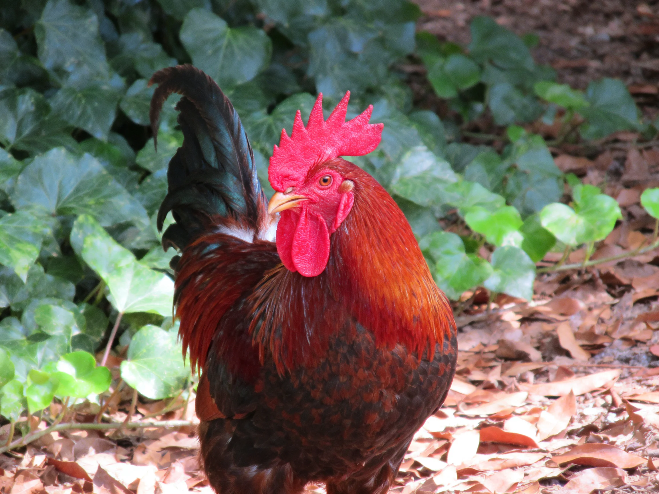 A vibrant red-combed rooster stands amid green foliage and dry leaves