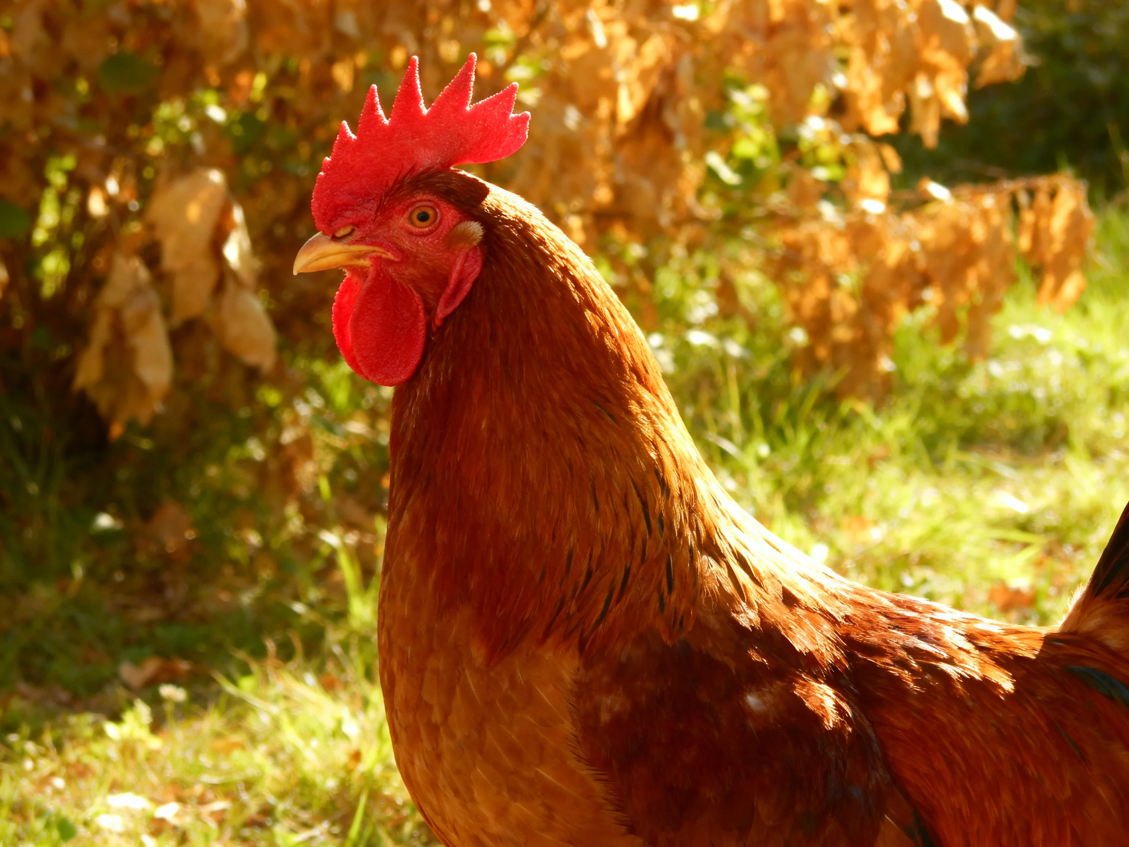A vibrant red-combed rooster stands amidst golden foliage and green grass