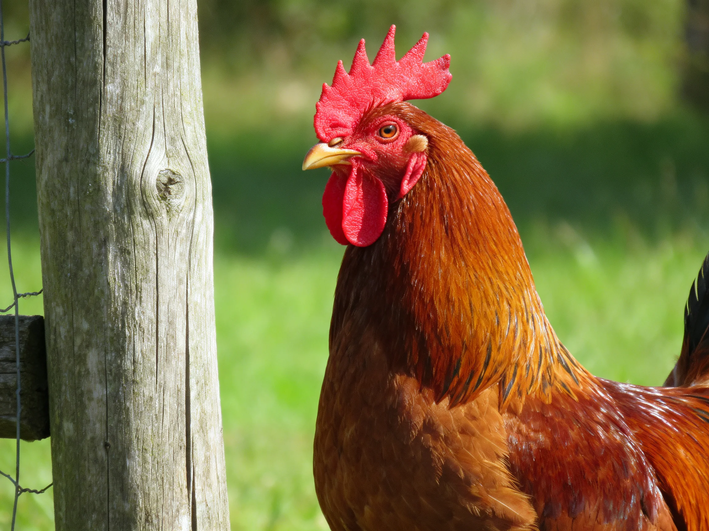 A vibrant red-combed rooster stands beside an aged wooden fence post