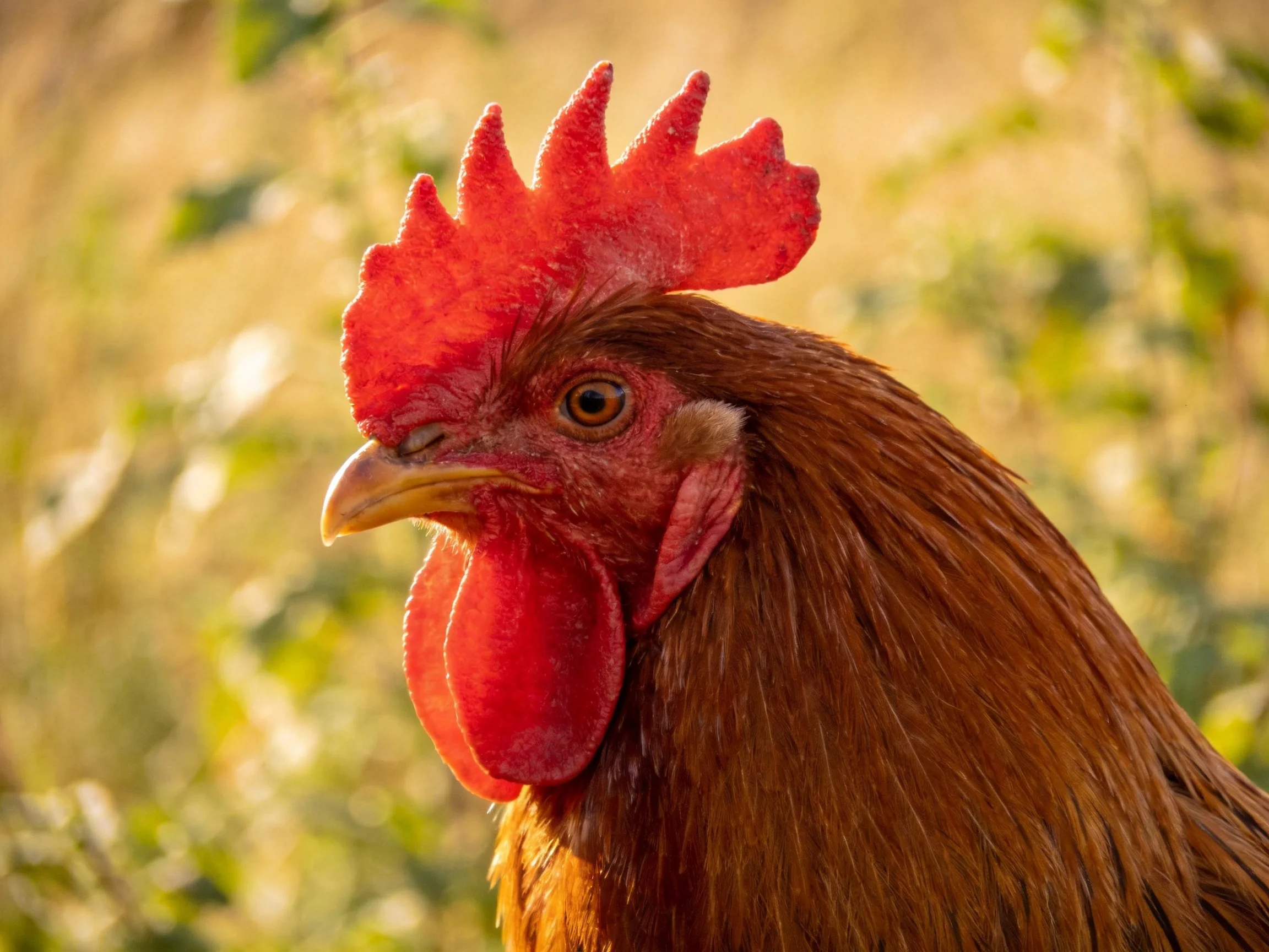 A vibrant red-combed rooster with brown plumage in a sunlit natural setting