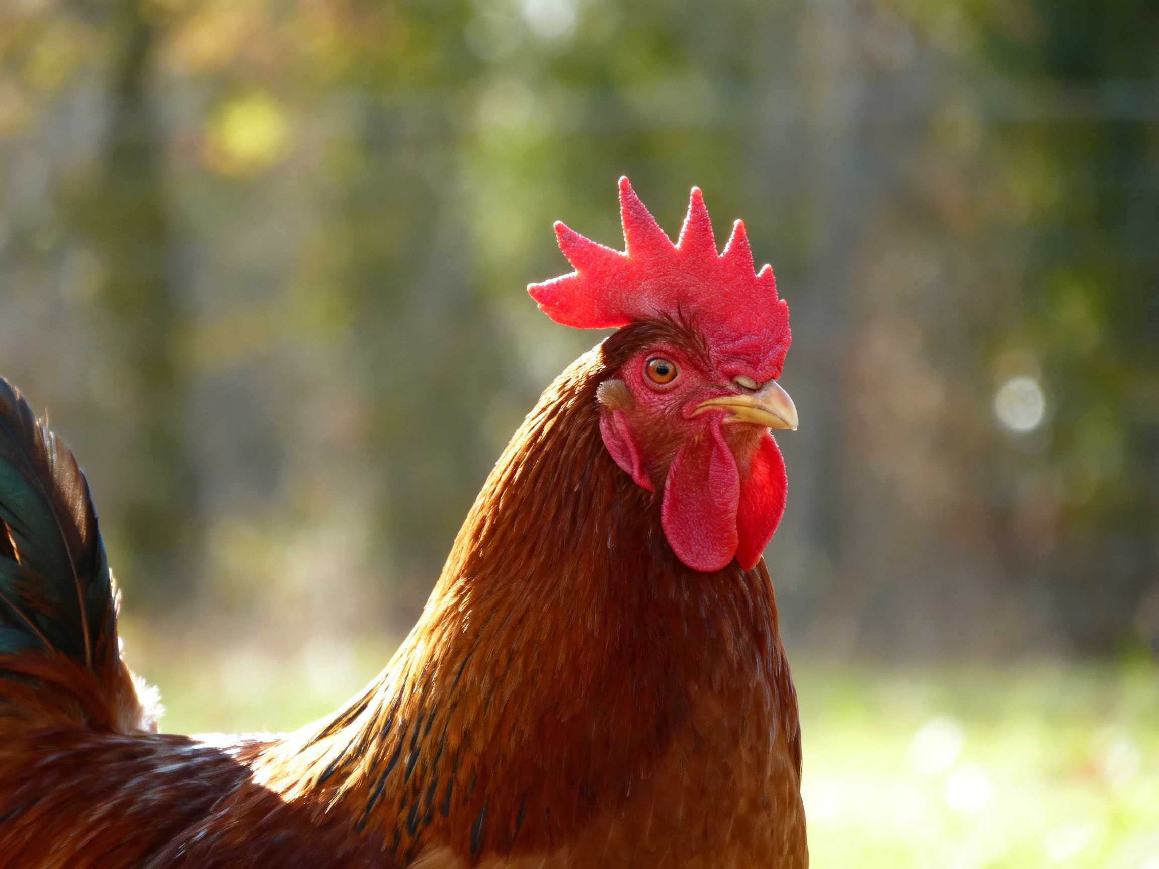A vibrant red-combed rooster with brown plumage in a sunlit natural setting