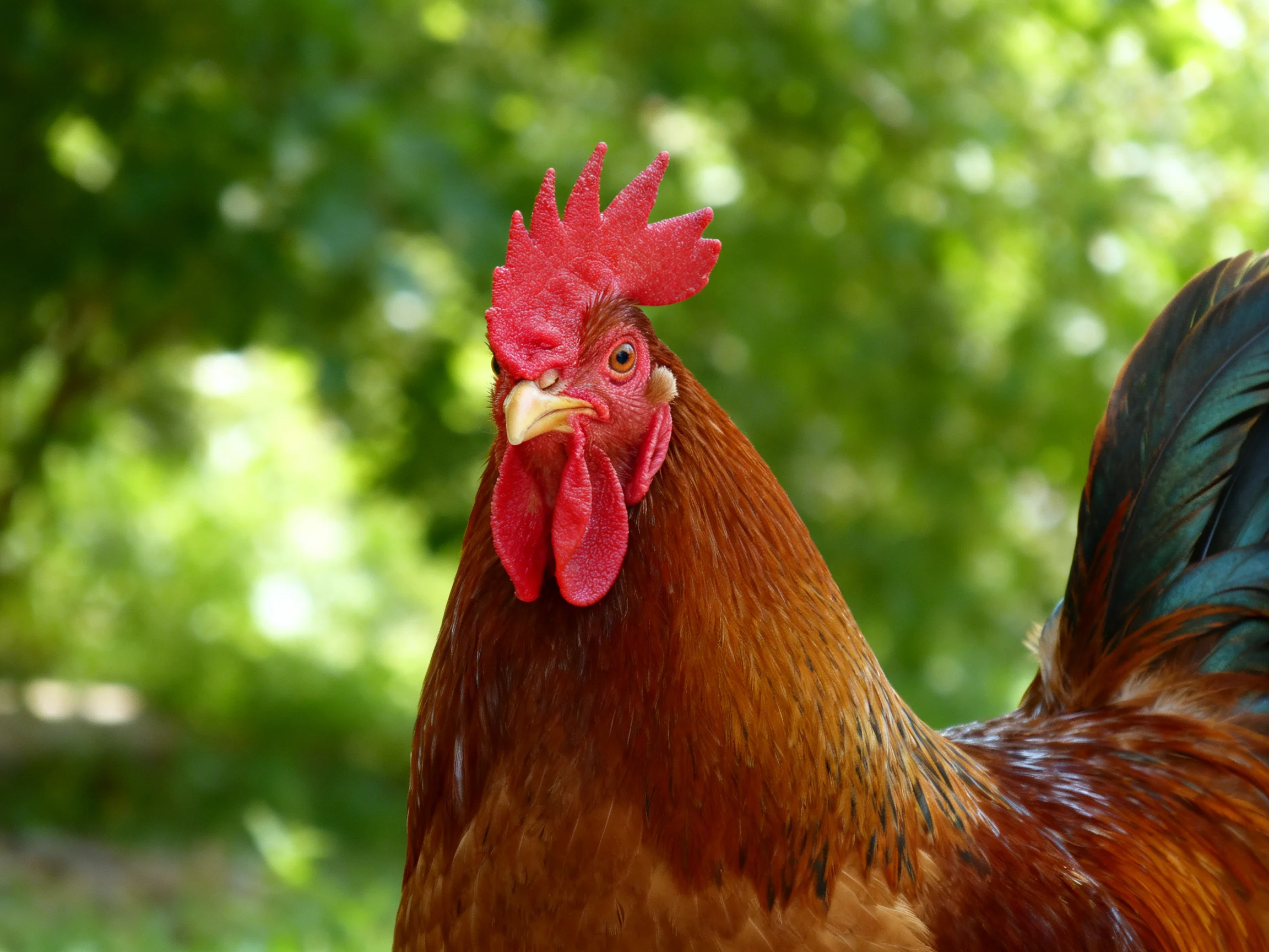 A vibrant red-combed rooster with brown plumage near lush green foliage