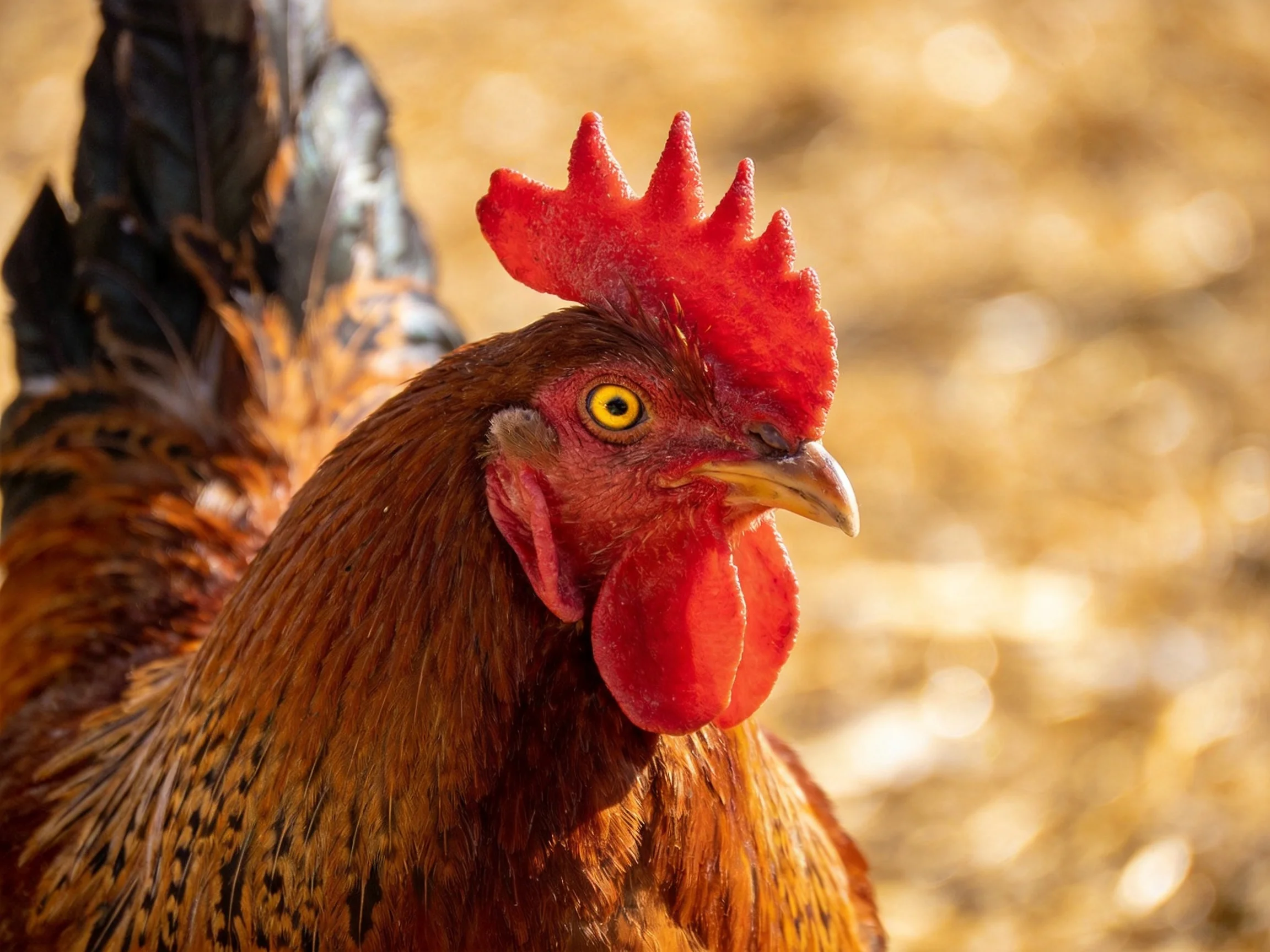 A vibrant red-combed rooster with brown speckled plumage