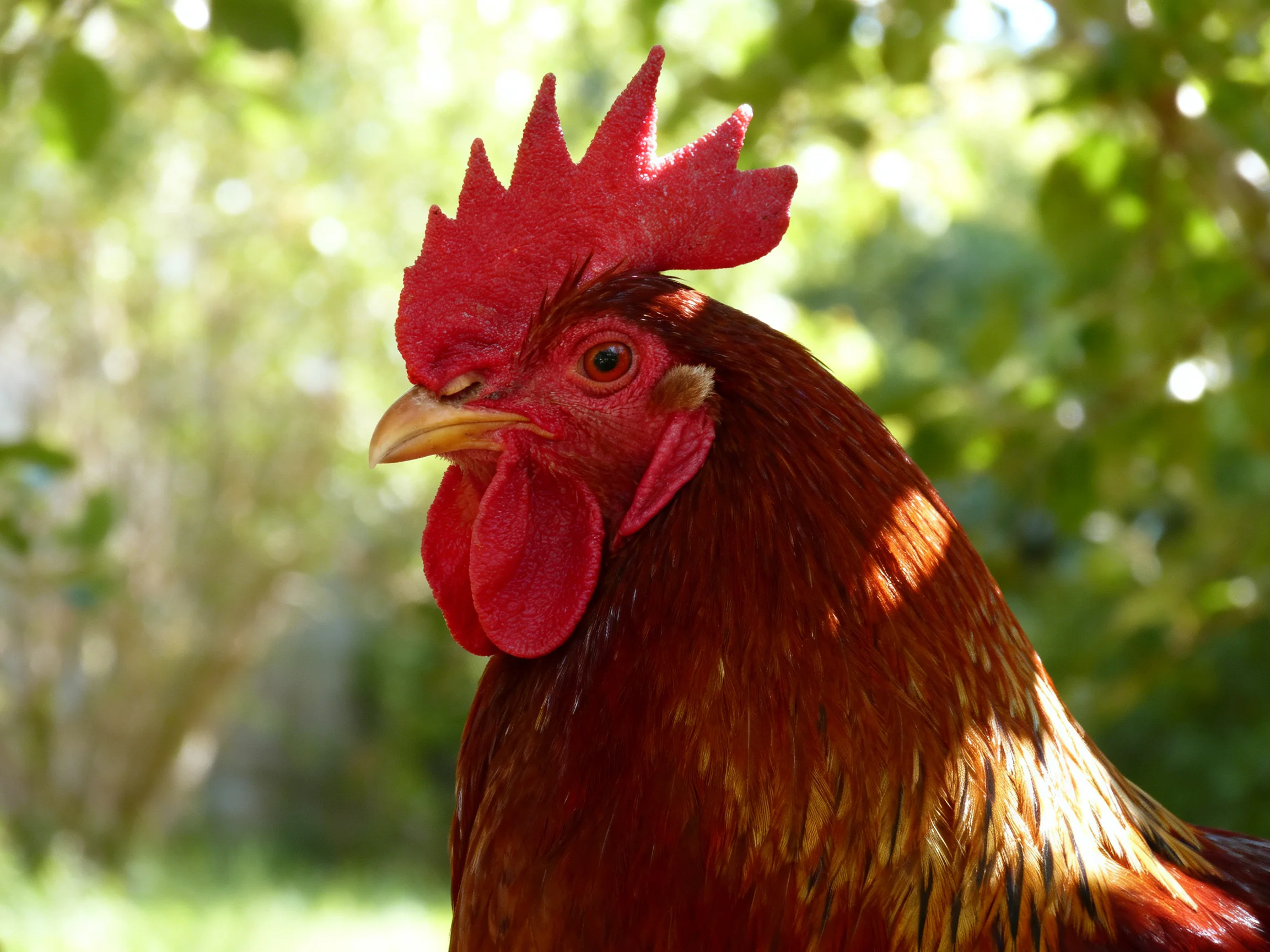 A vibrant red-combed rooster with glossy brown feathers in a sunlit garden