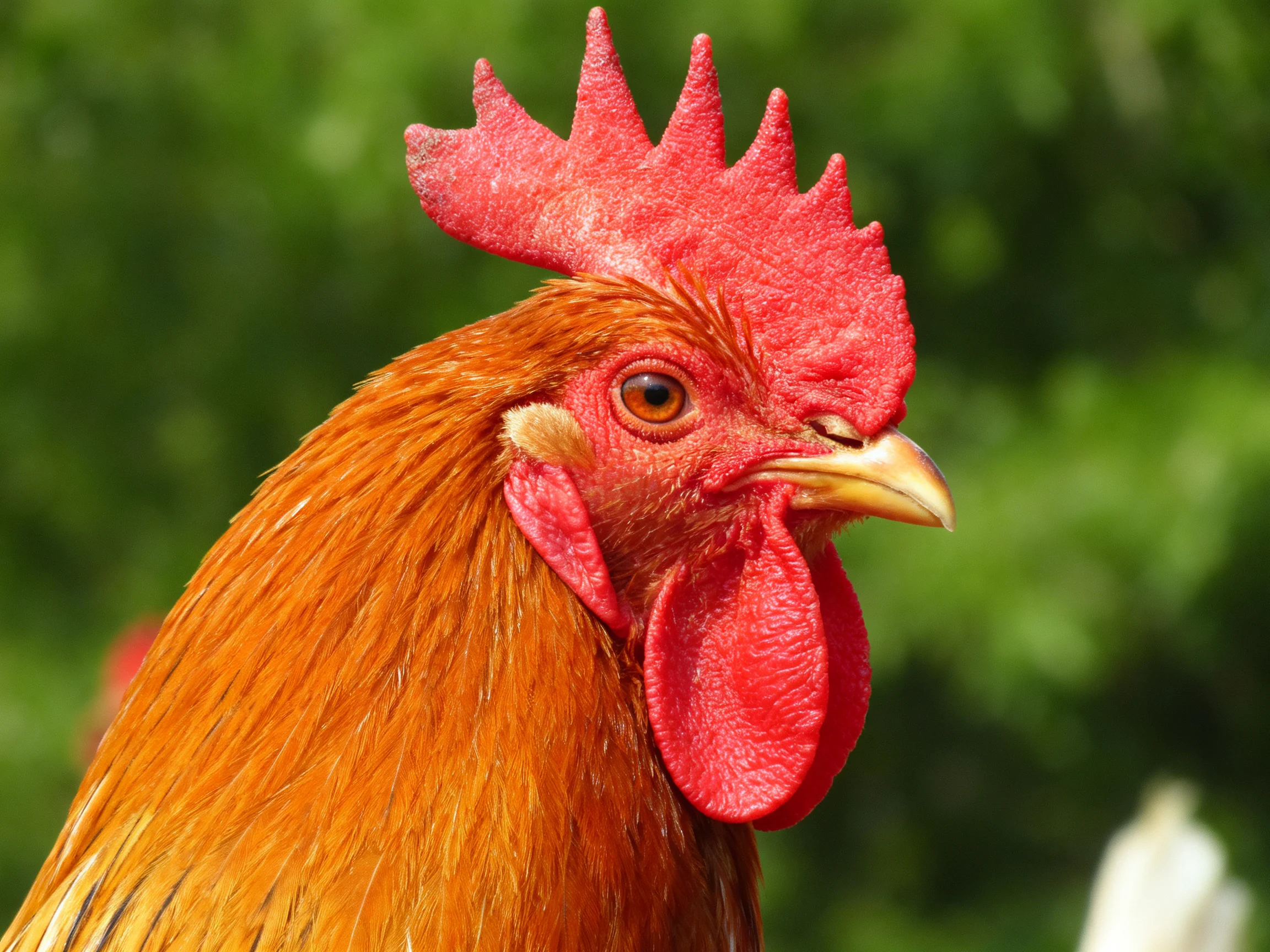 A vibrant red-combed rooster with golden-brown feathers in front of blurred green foliage