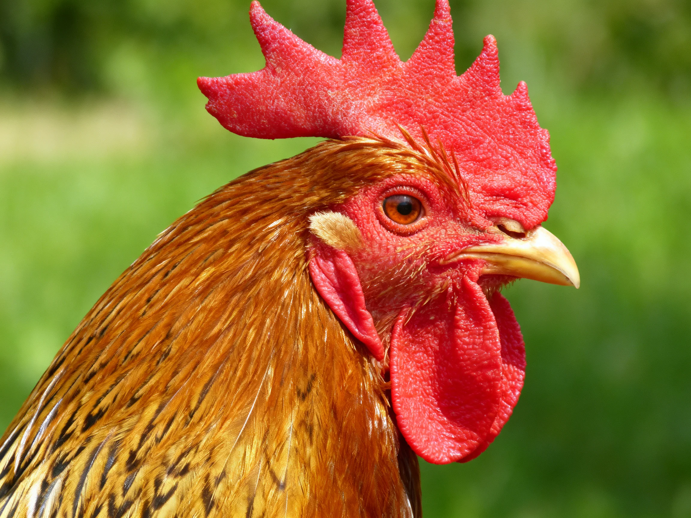A vibrant red-combed rooster with golden-brown patterned feathers
