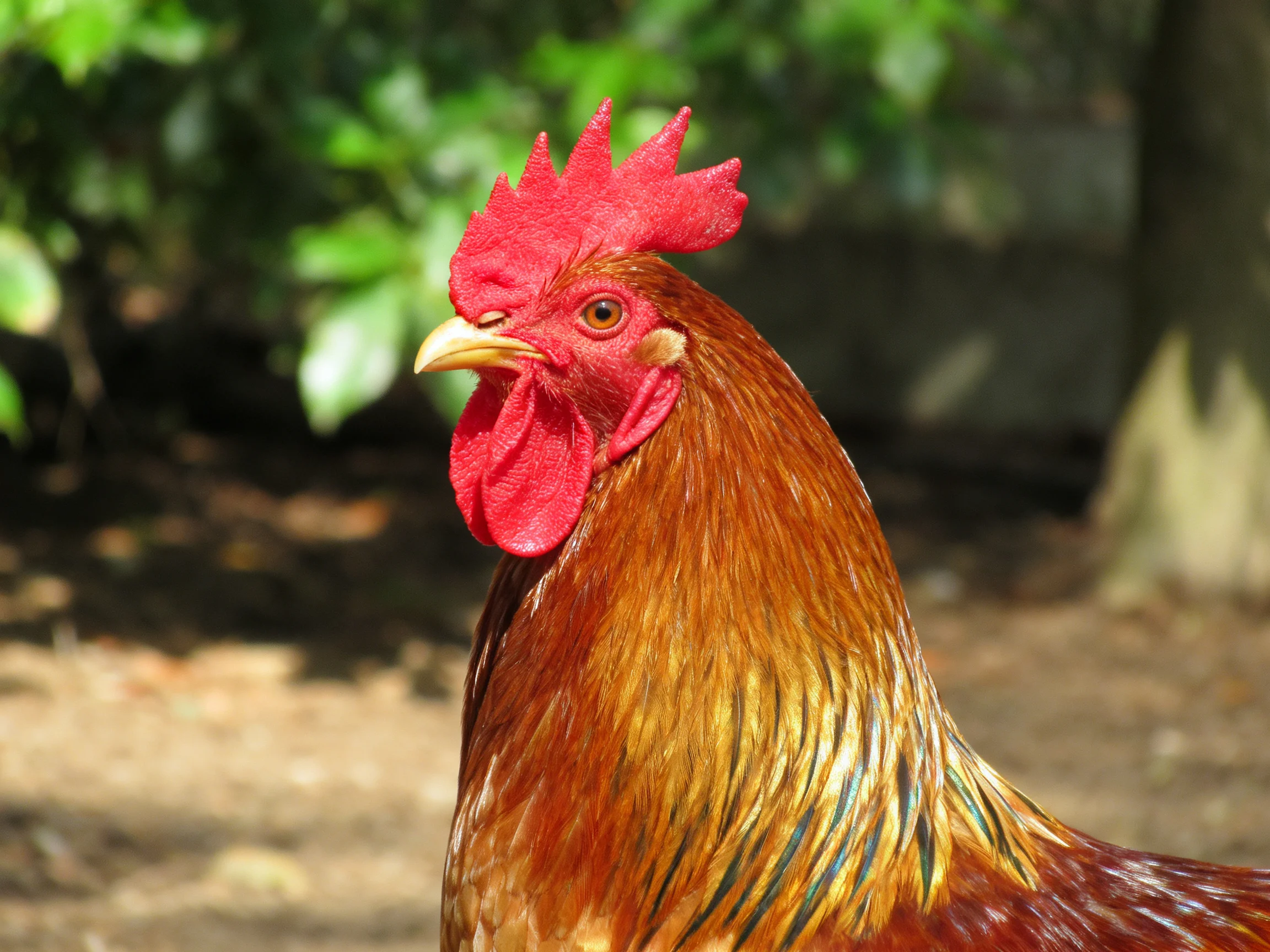 A vibrant red-combed rooster with golden-brown plumage