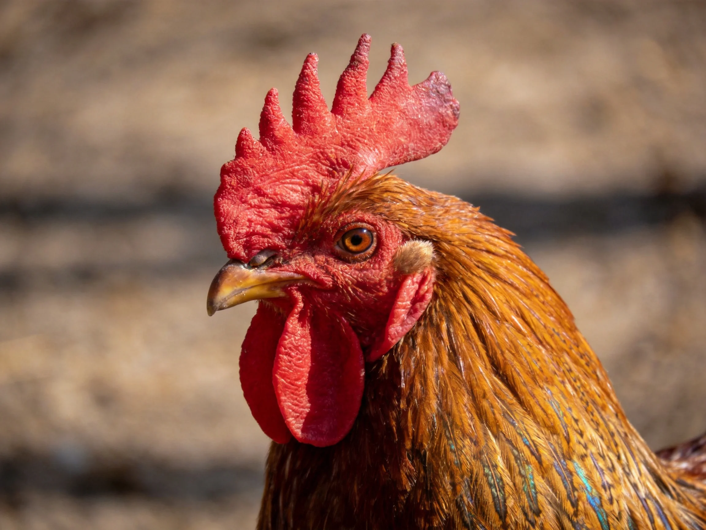 A vibrant red-combed rooster with golden-brown plumage