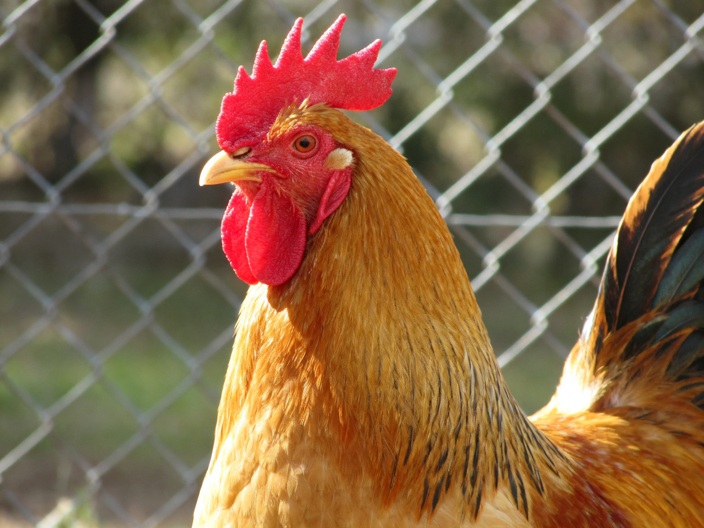 A rooster with a bright red comb stands near a wire fence.