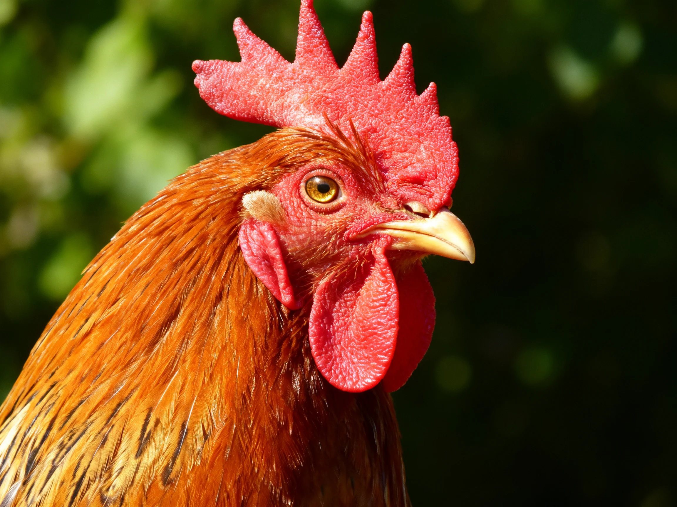 Close-up view of a rooster highlighting its red comb and brown feathers.