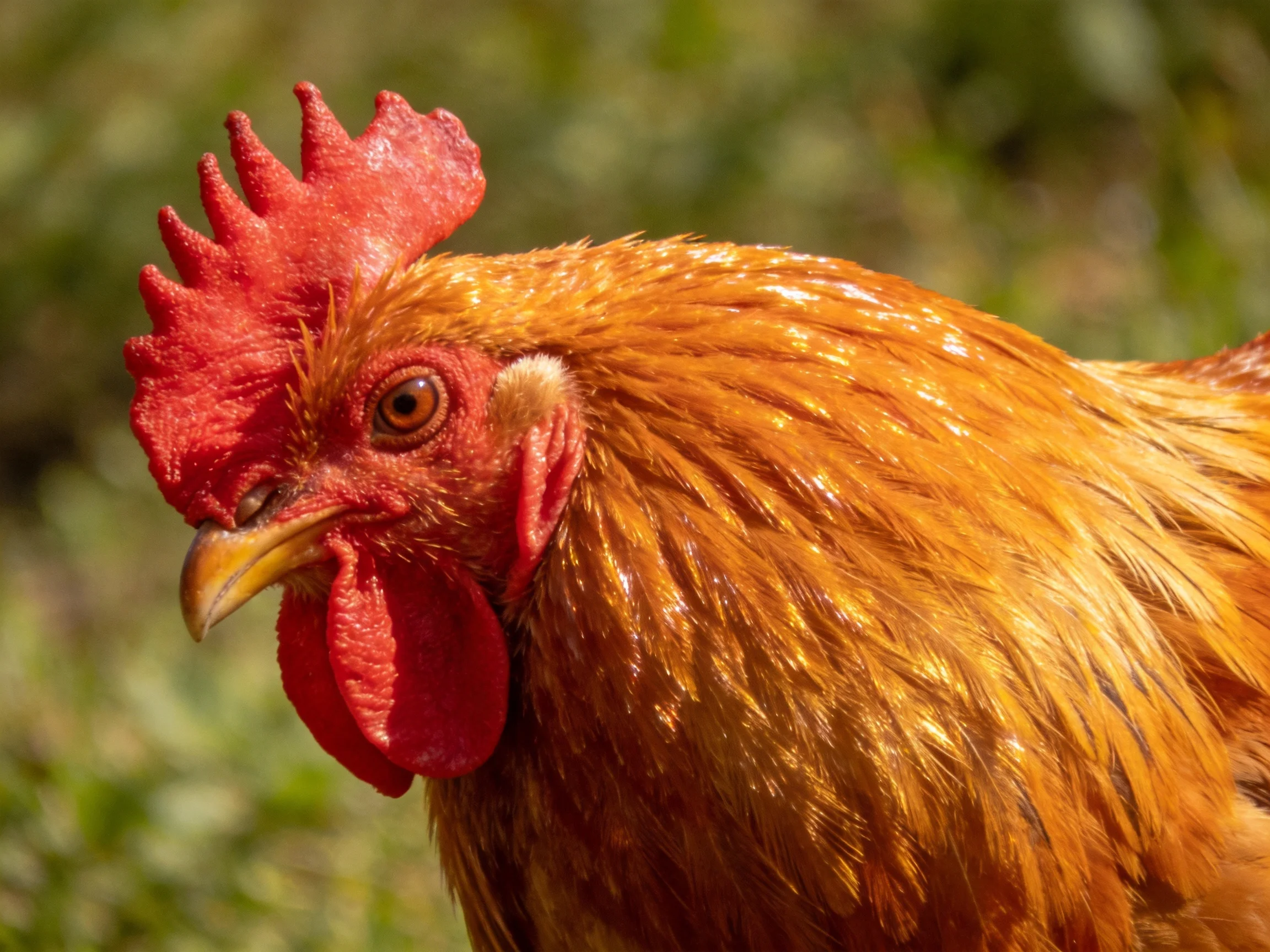 A vibrant red-combed rooster with golden-brown plumage in natural light