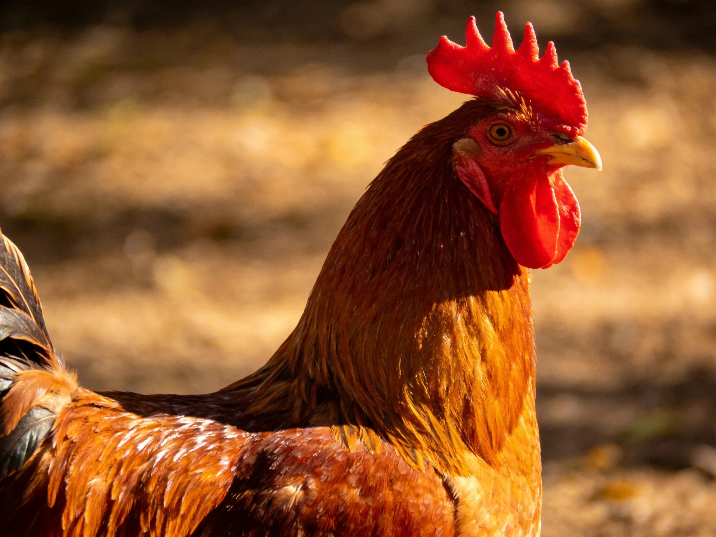 A rooster with a bright red comb stands out in a softly blurred natural setting.