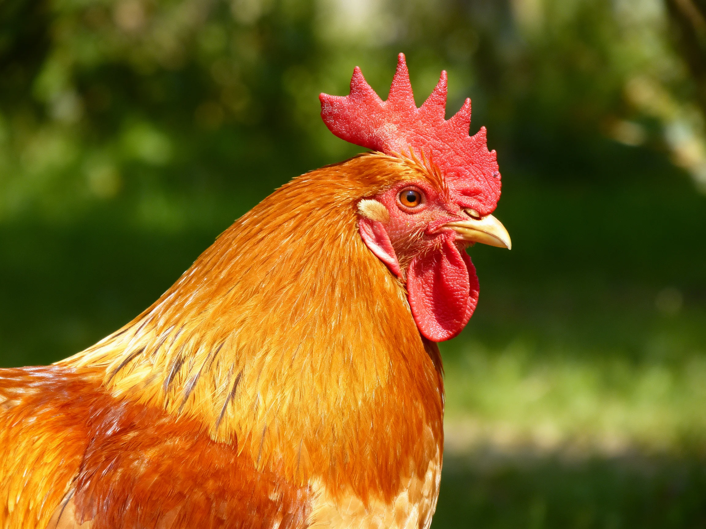 A vibrant red-combed rooster with golden-brown plumage in natural light