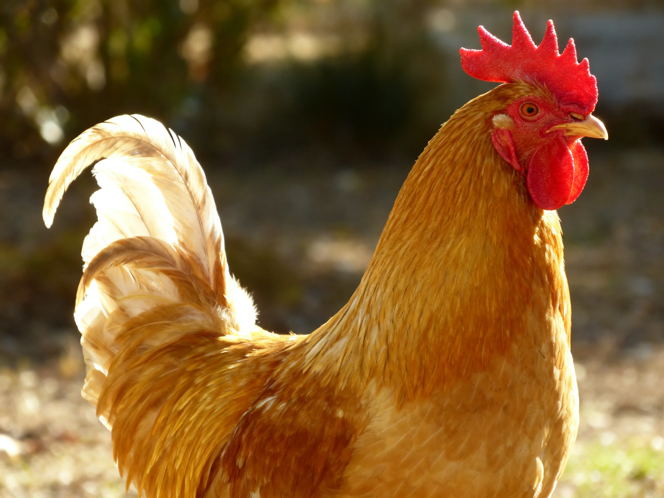 A red-combed rooster displays golden plumage within a softly blurred outdoor scene.