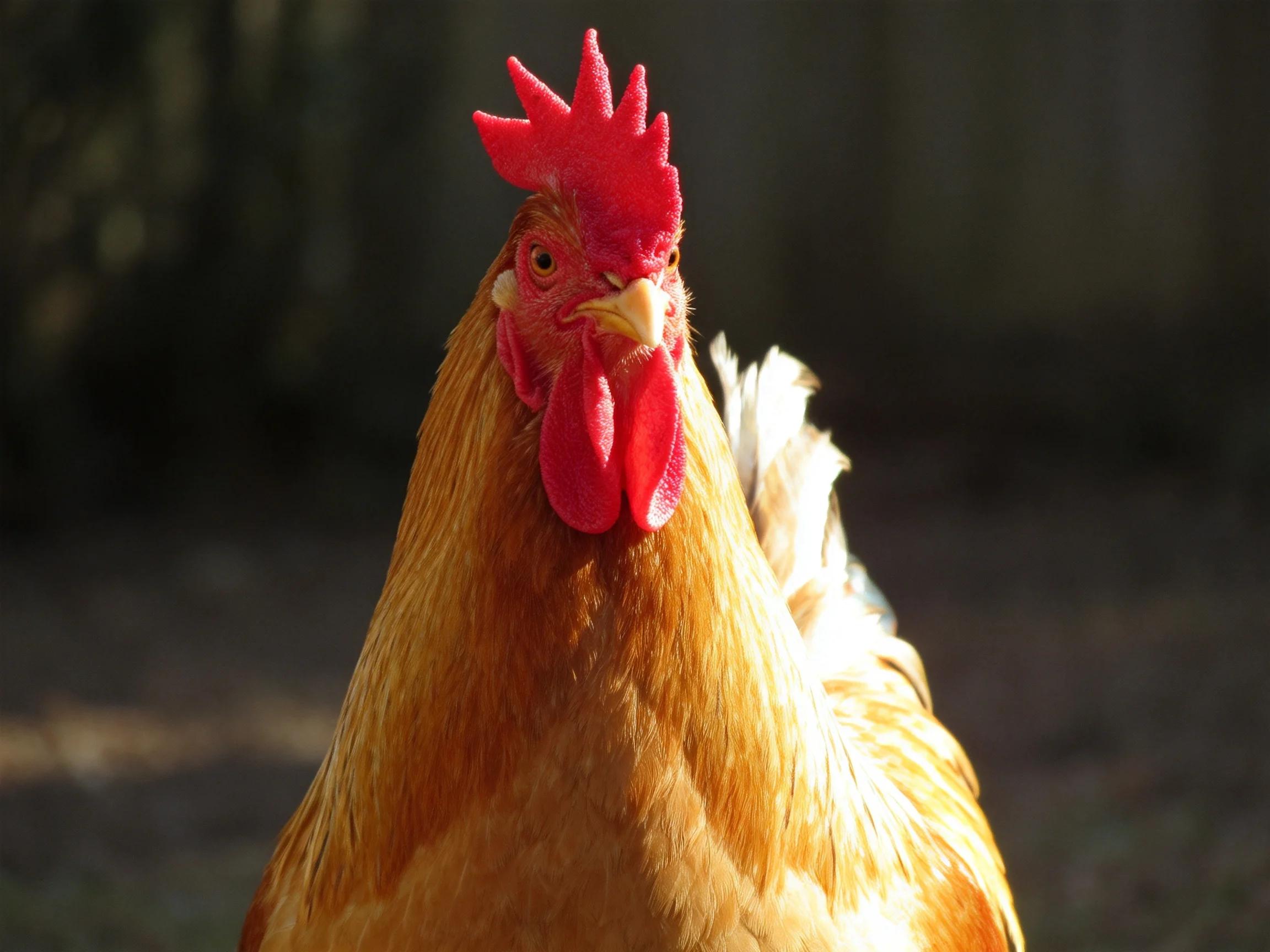 A vibrant red-combed rooster with golden-brown plumage