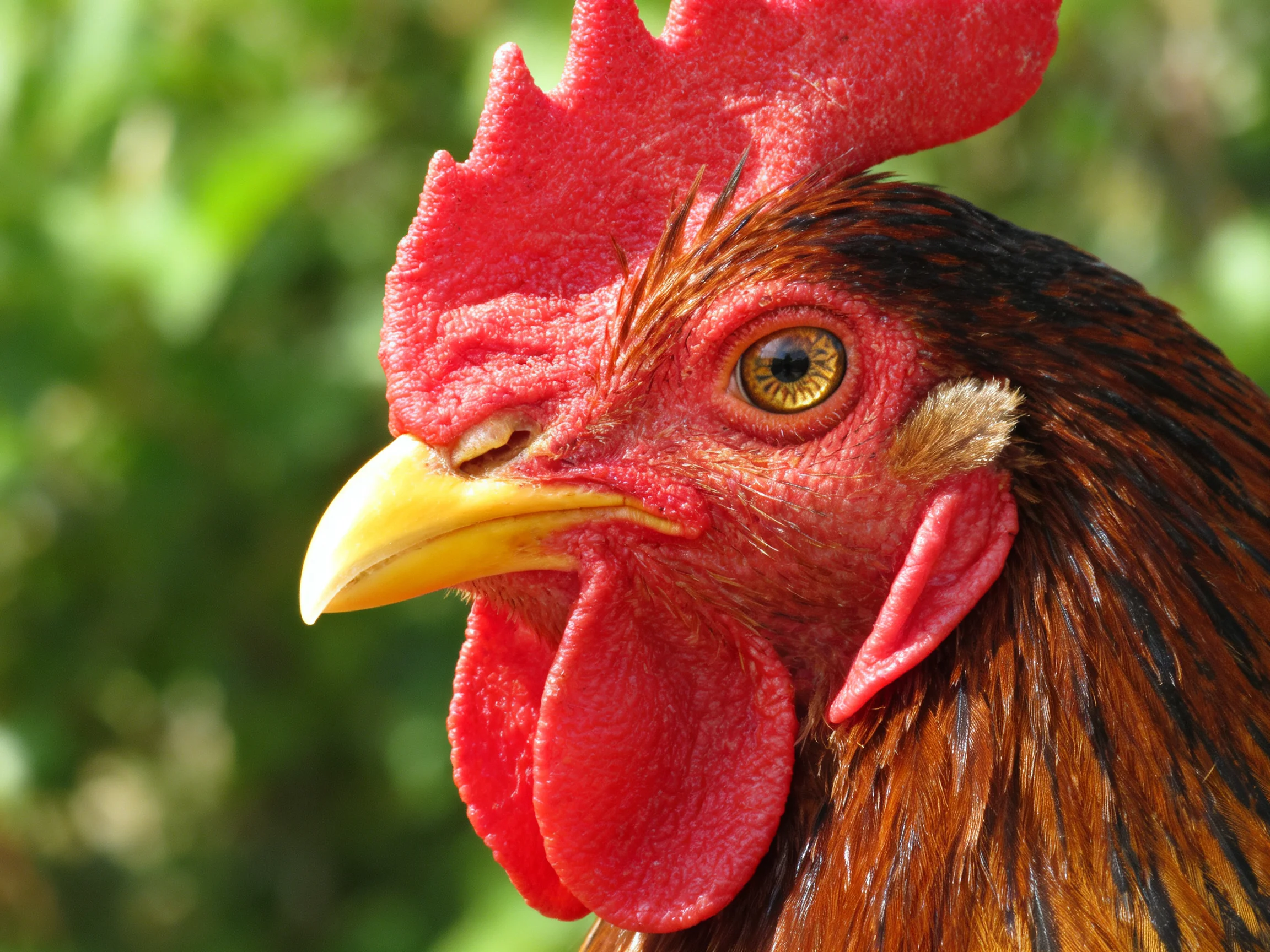 Close-up of a rooster displaying its bright red comb, yellow beak, and brown feathers amid a blurred green backdrop.