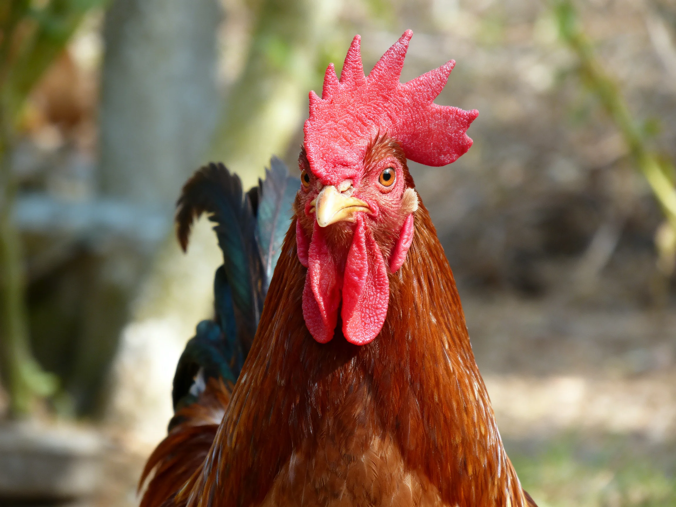 A vibrant red-combed rooster with rich brown plumage