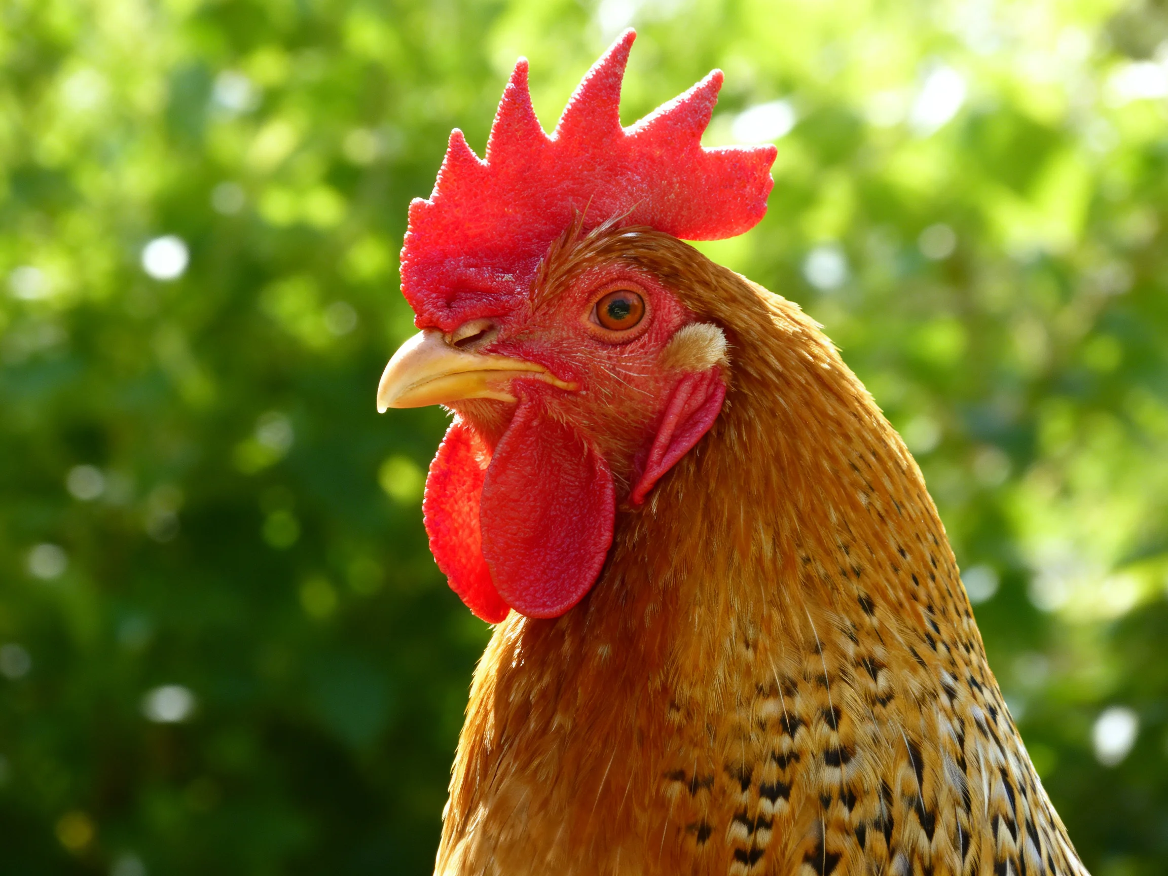 A vibrant red-combed rooster with speckled brown feathers against lush green foliage