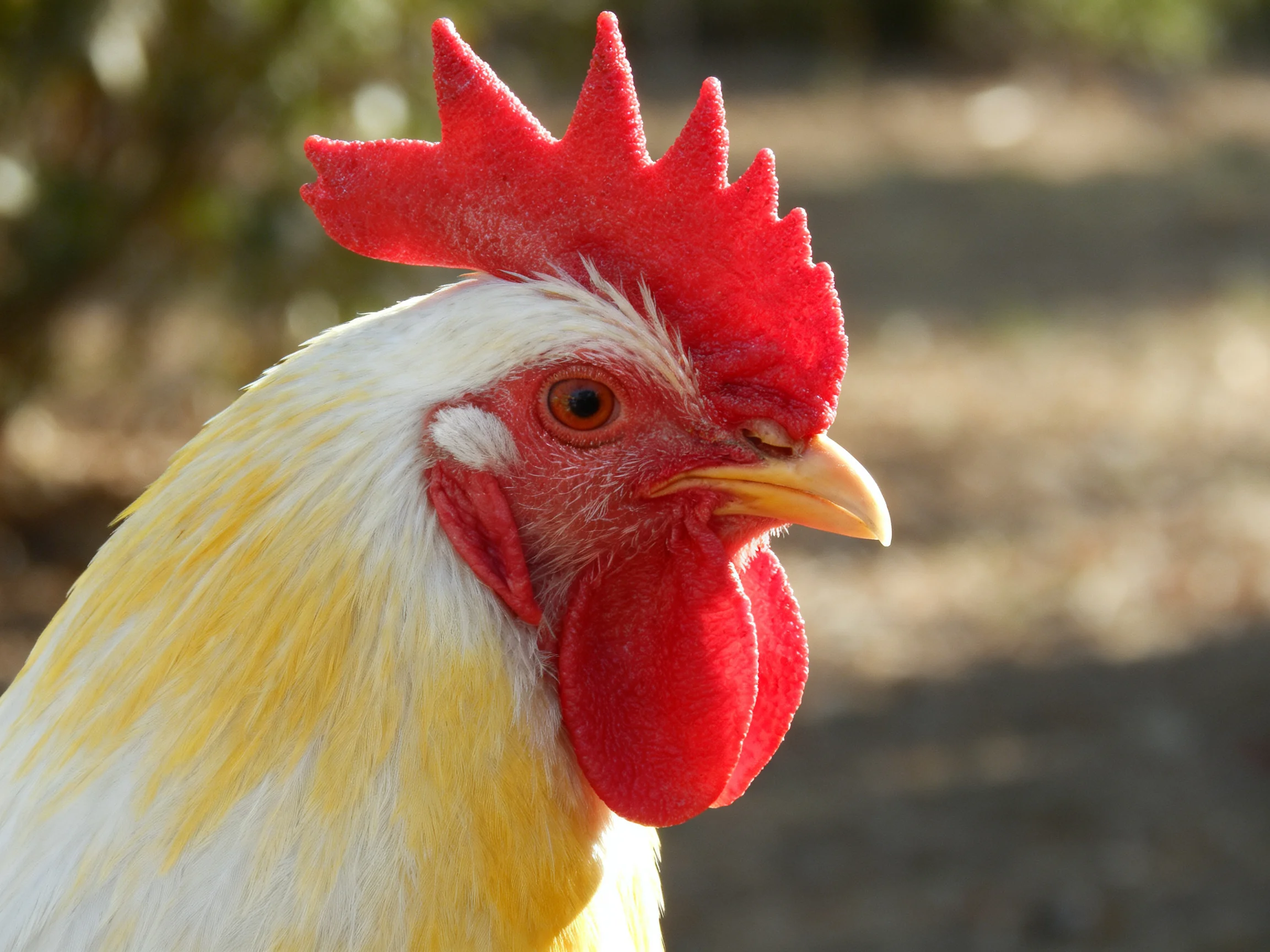 A rooster with a bright red comb and mixed white and golden feathers stands outdoors.
