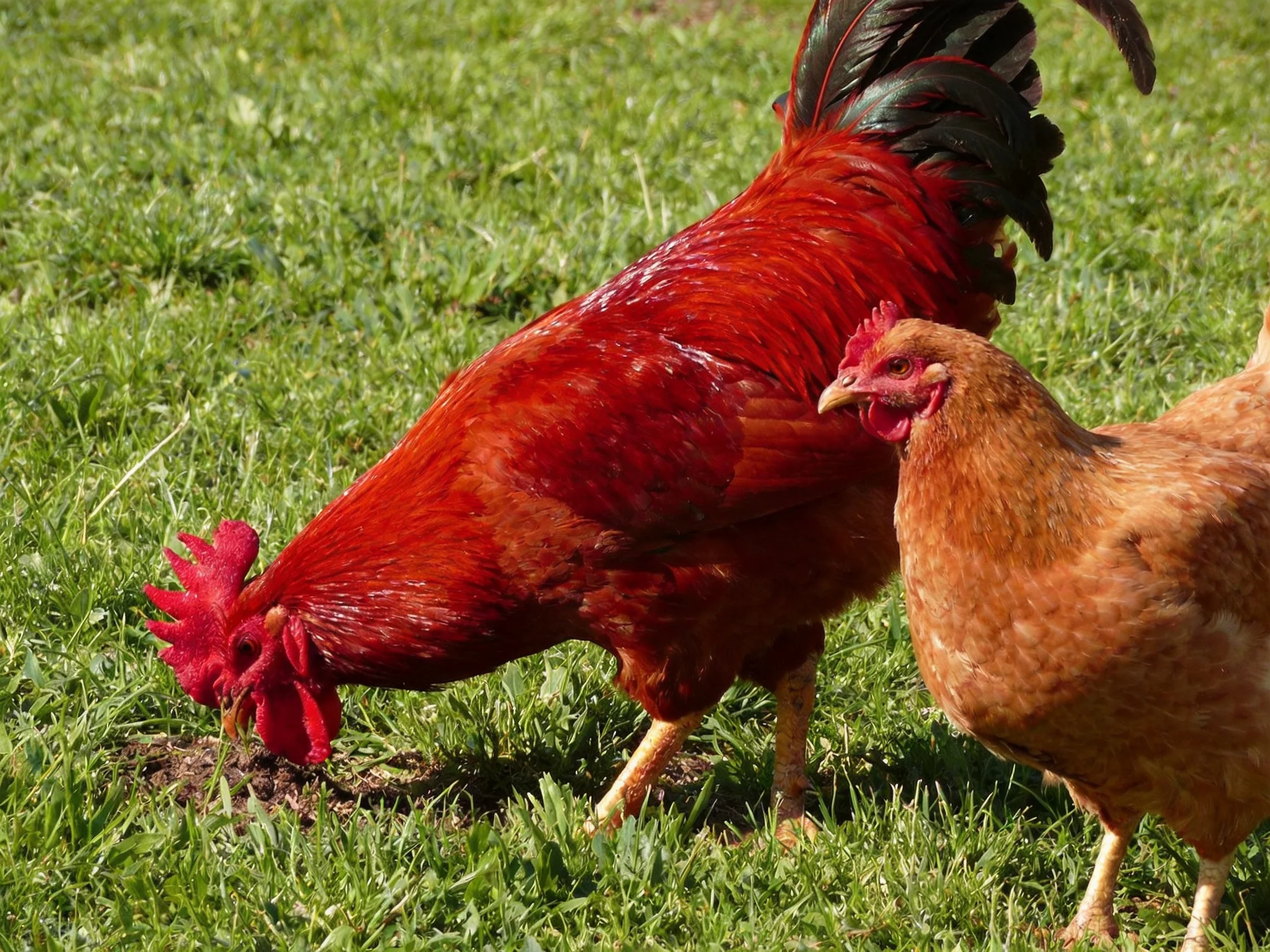 A vibrant red rooster forages near a brown hen on lush green grass