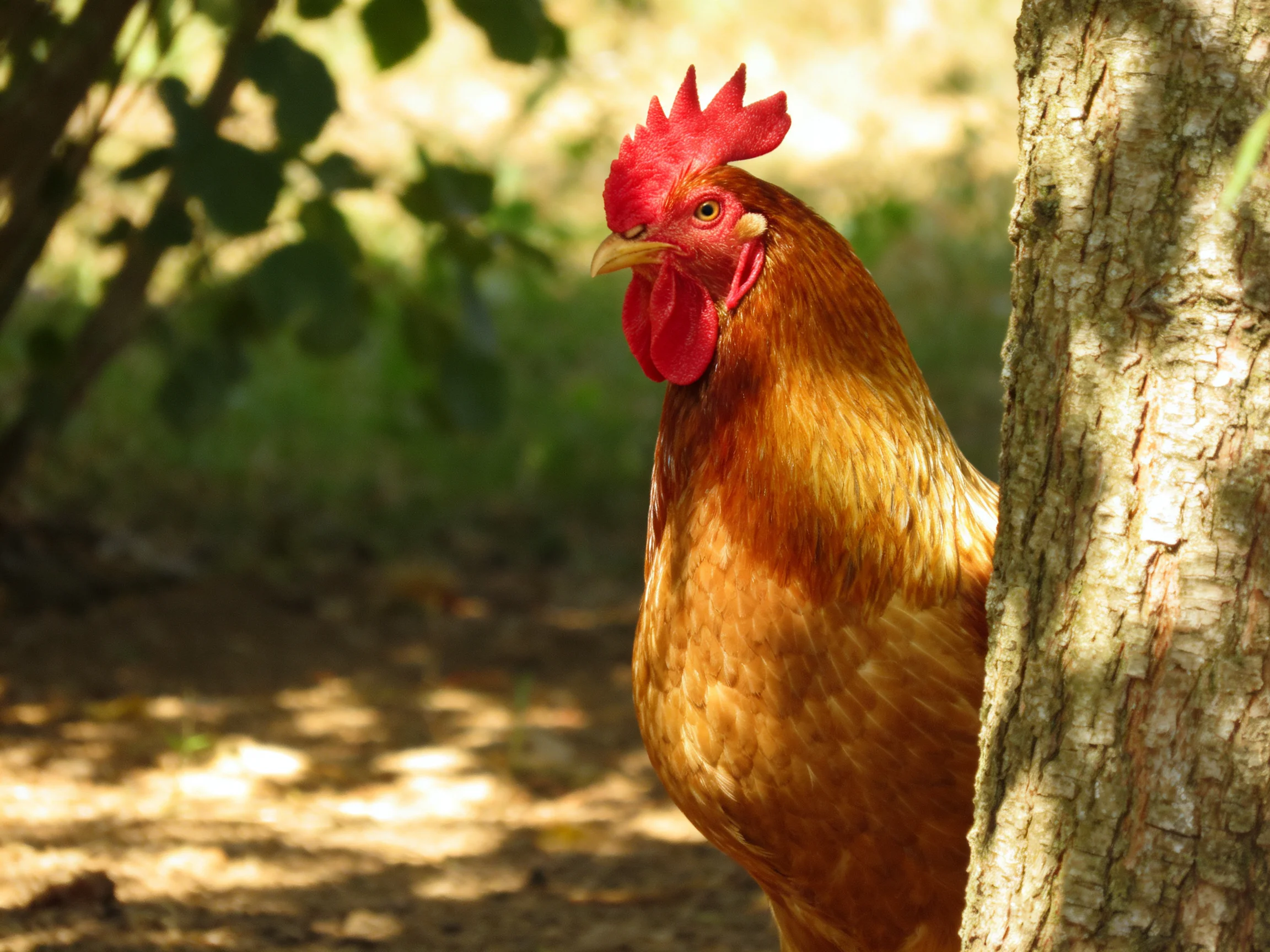 A reddish-brown rooster stands beside a tree in a sunlit outdoor environment.