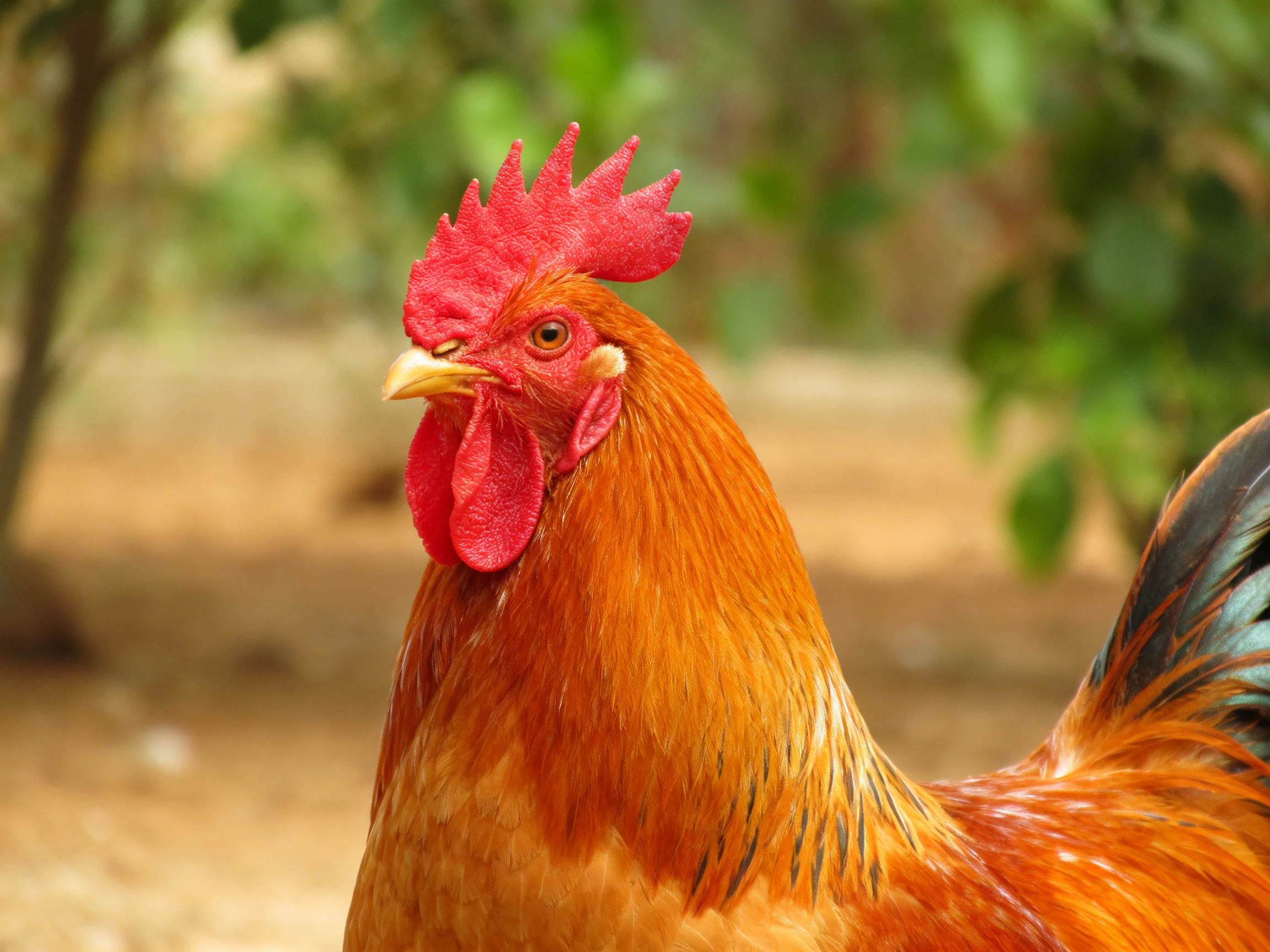 A vibrant reddish - brown rooster with bright red comb in a sunlit outdoor area