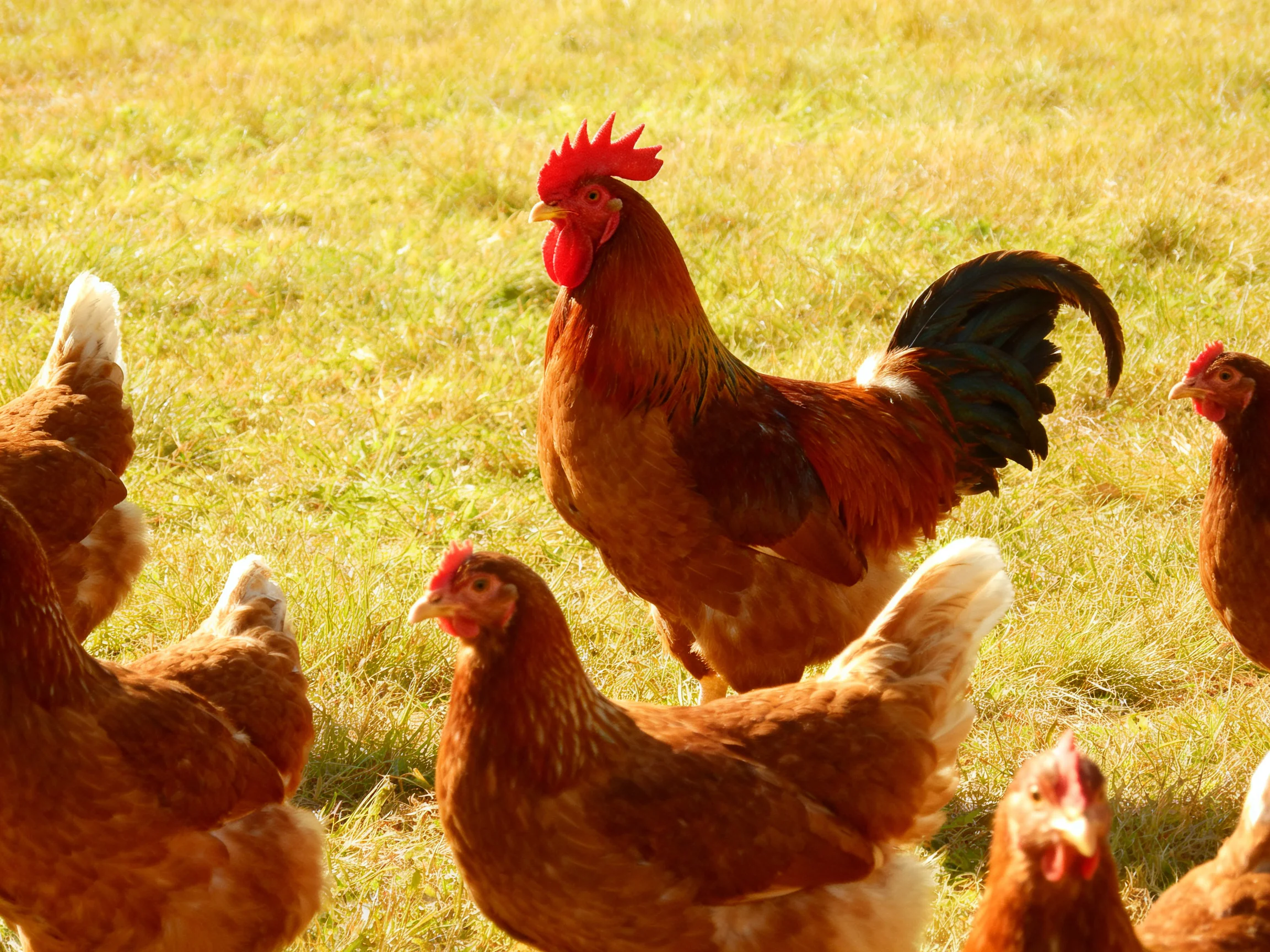A vibrant rooster among brown hens in a sunlit grassy field
