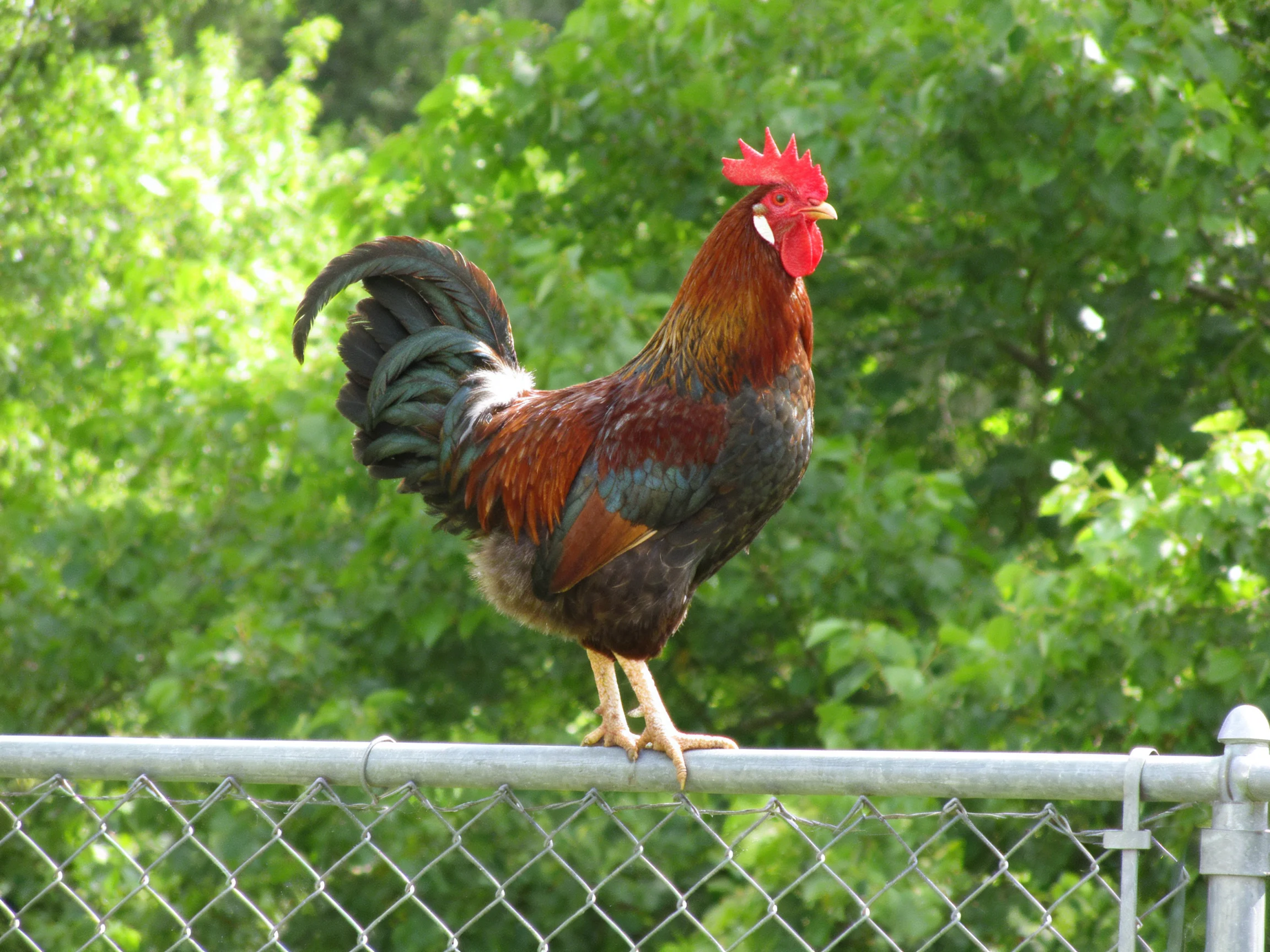 A vibrant rooster perched on a silver chain-link fence with dense greenery