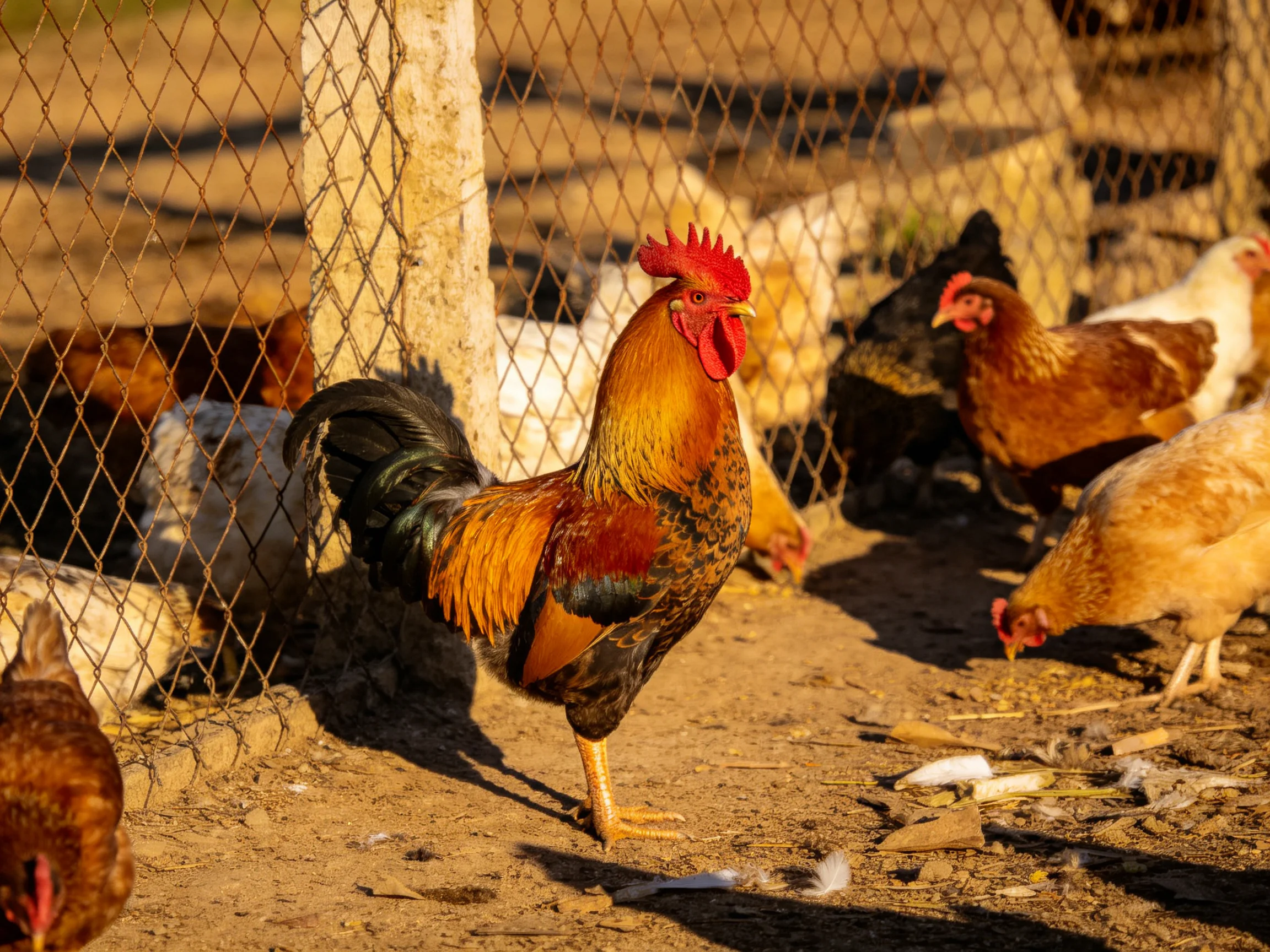 A colorful rooster stands amid various chickens in an outdoor enclosure.