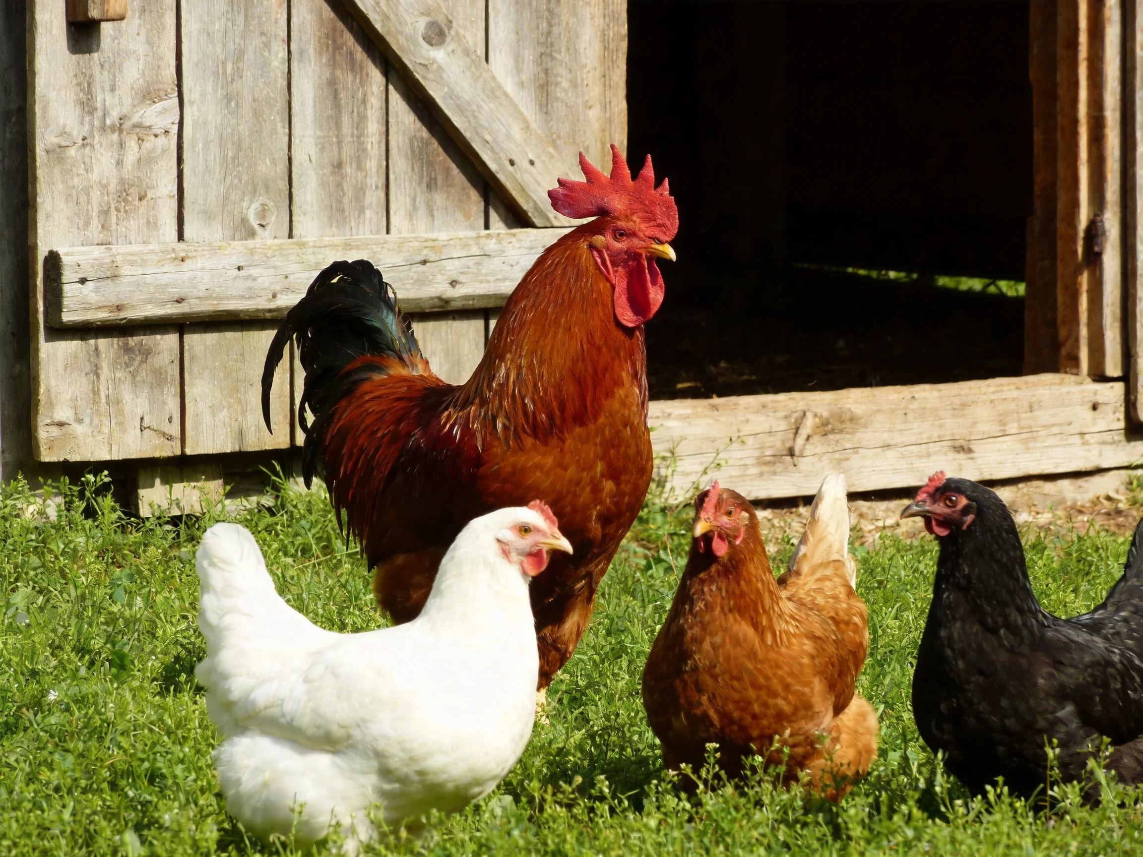 A vibrant rooster surrounded by four chickens of various colors near an old wooden shed