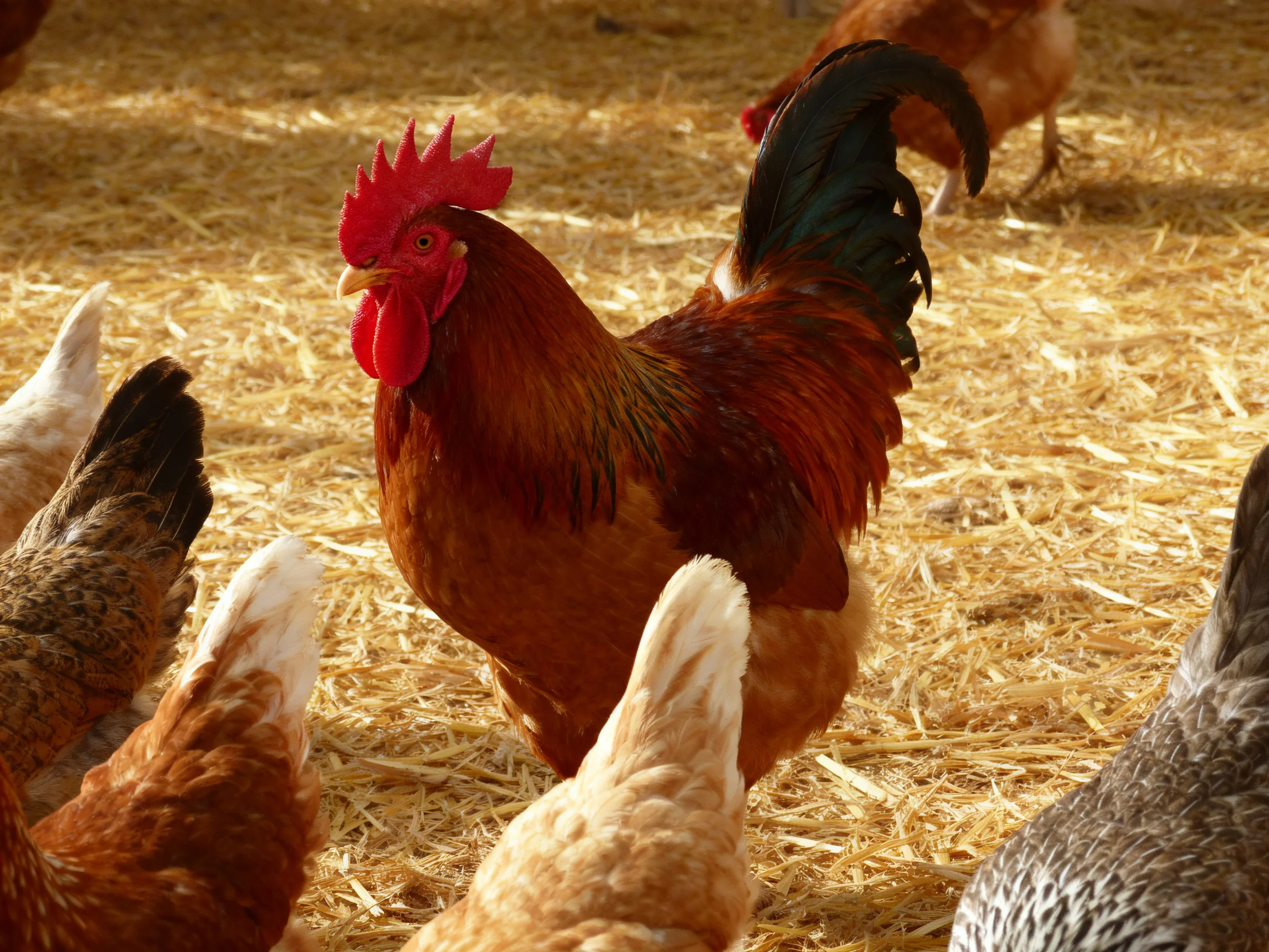 A vibrant rooster surrounded by hens on golden straw bedding