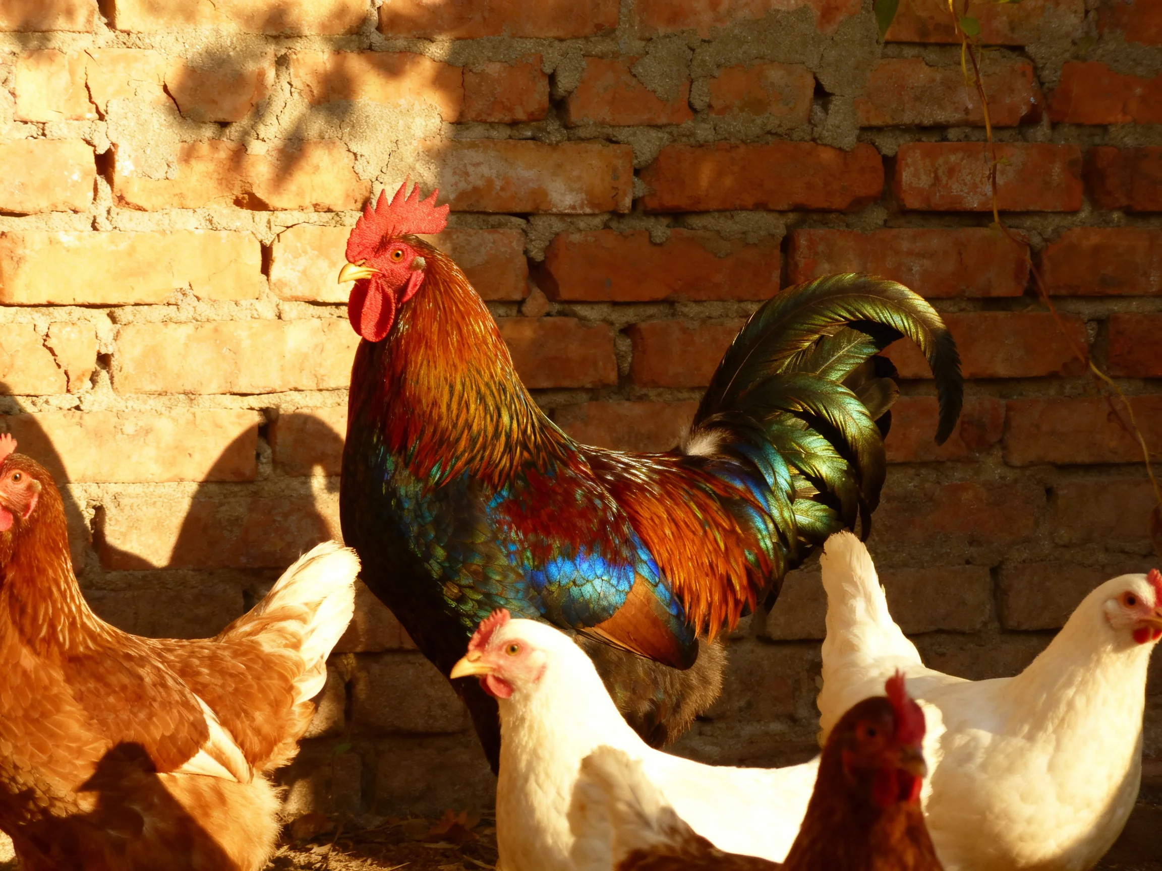 A vibrant rooster with multicolored plumage stands among chickens near an aged brick wall