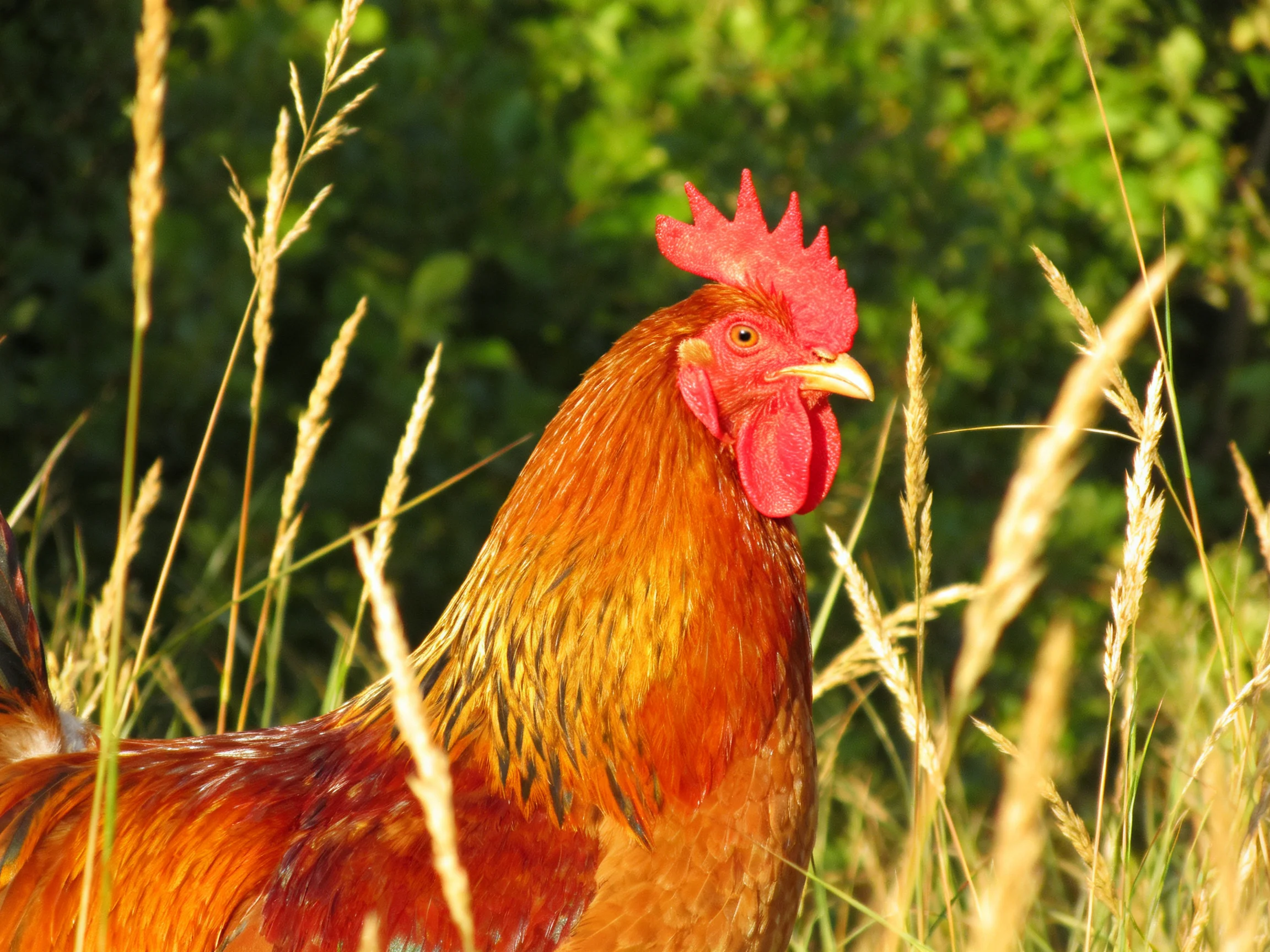 A vibrant rooster with red comb amidst golden grasses and lush greenery