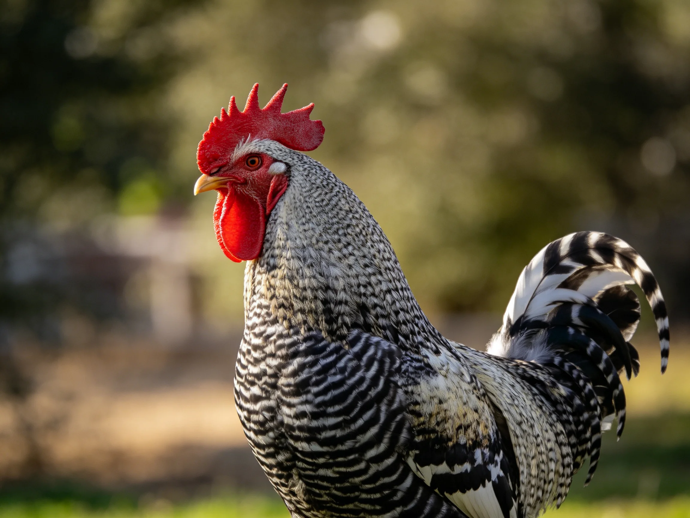 A vibrant rooster with red comb and black-and-white plumage in an outdoor setting