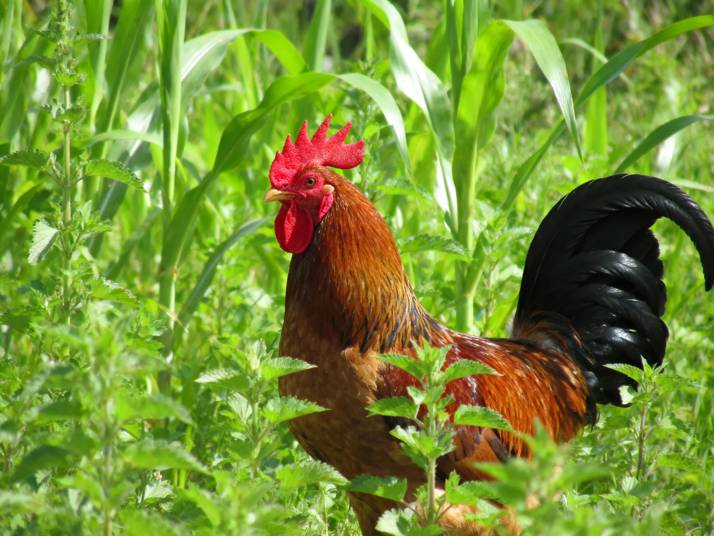 A vibrant rooster with red comb and black tail among lush green vegetation