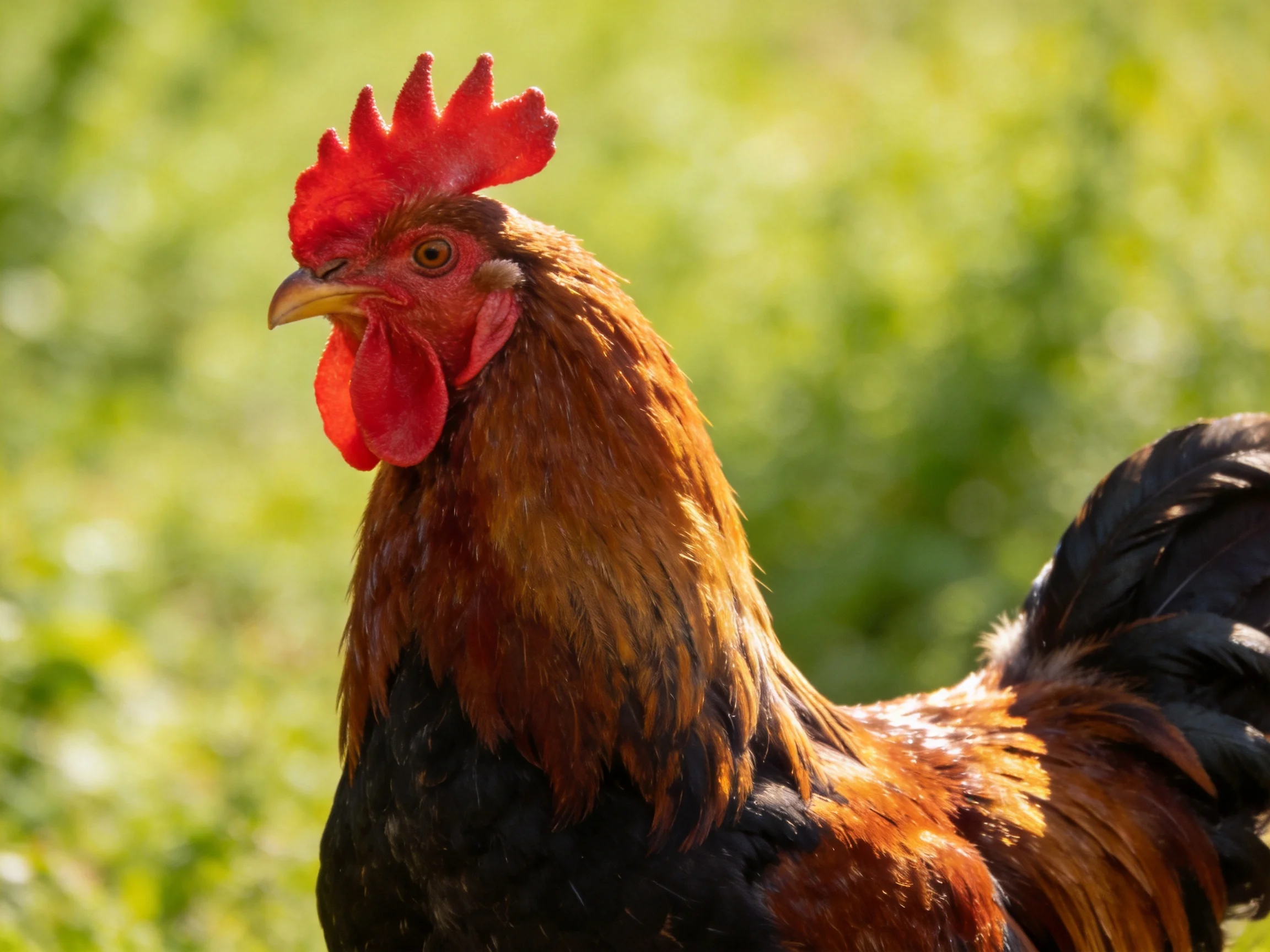 A vibrant rooster with red comb and brown-black plumage in a green field