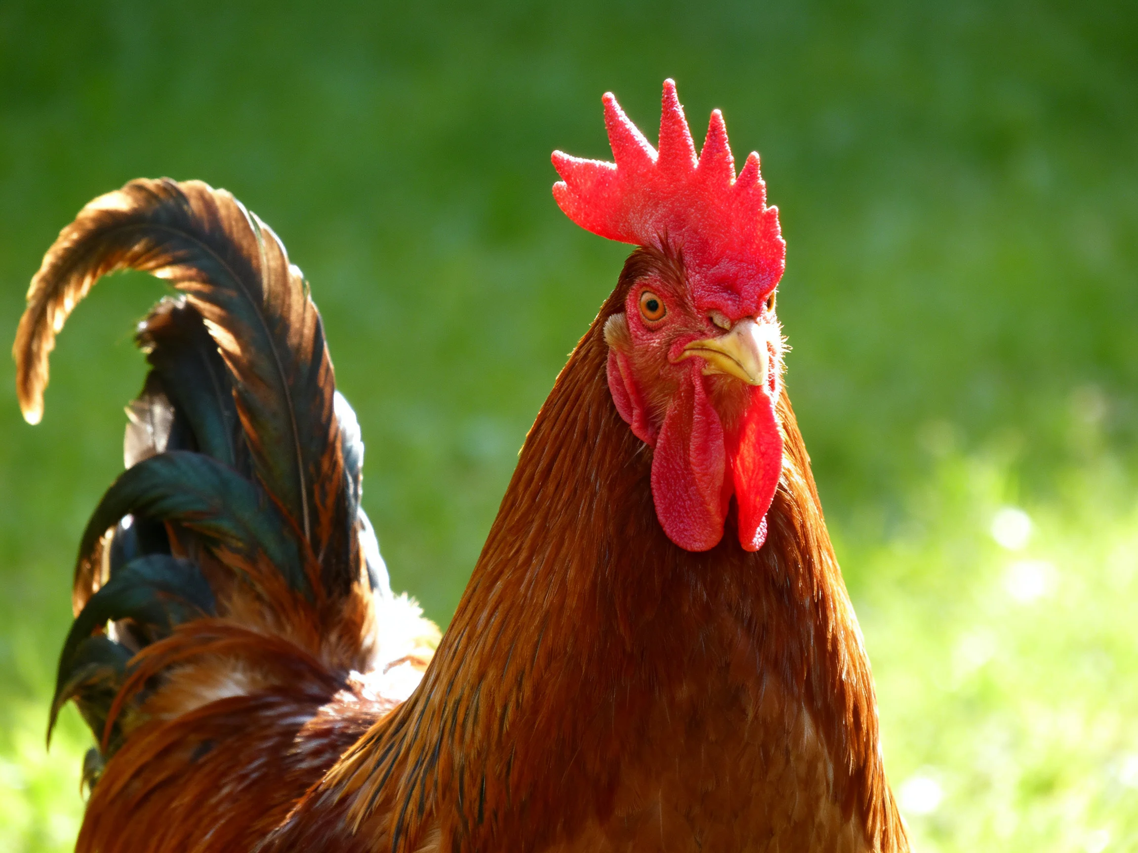 A vibrant rooster with red comb and brown feathers in a sunlit field