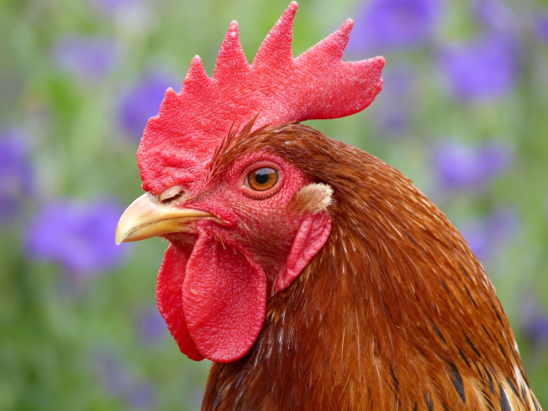 A rooster with a red comb is near purple flowers.