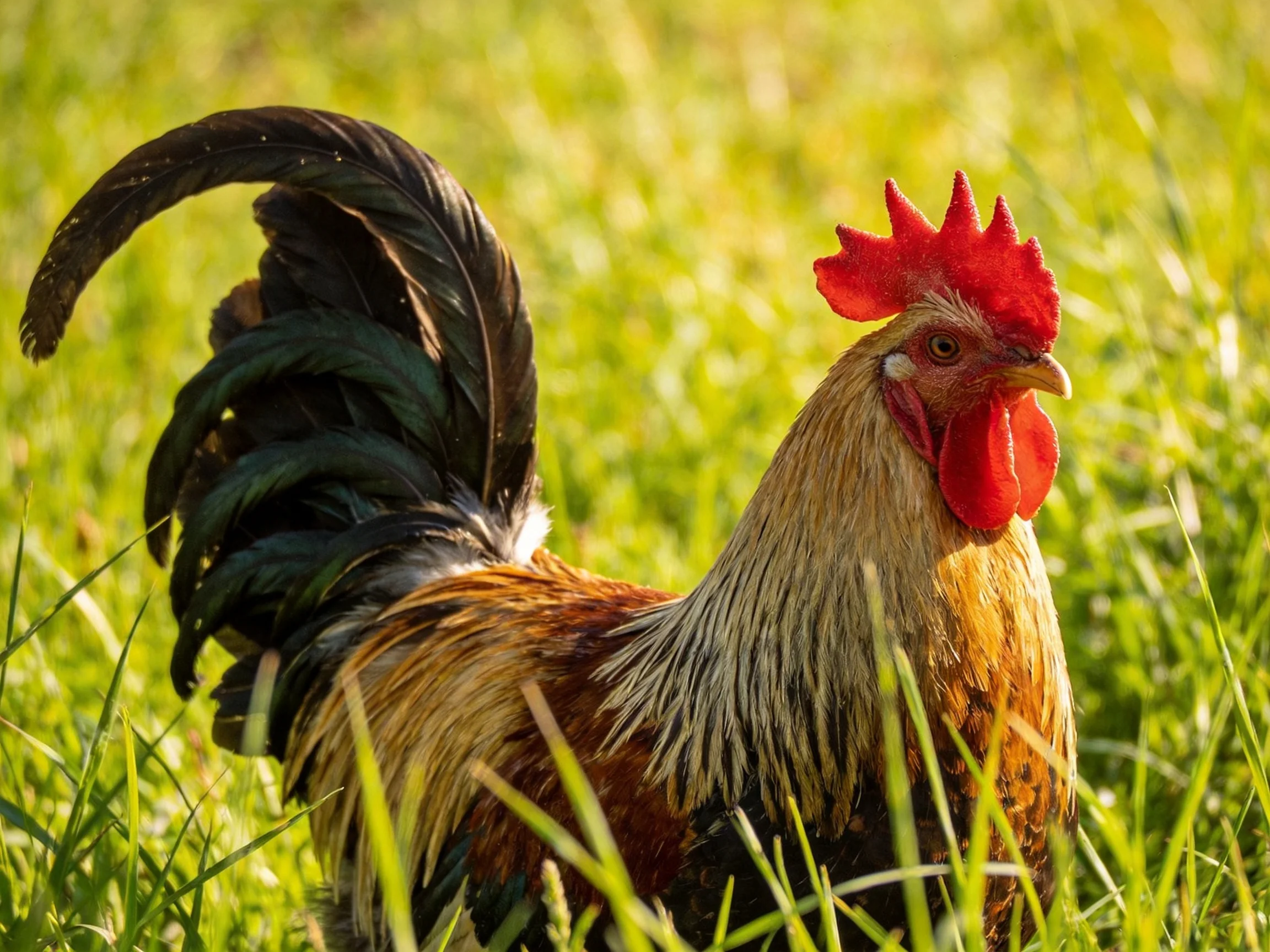A rooster with a bright red comb and dark tail feathers stands in a field of tall green grass.