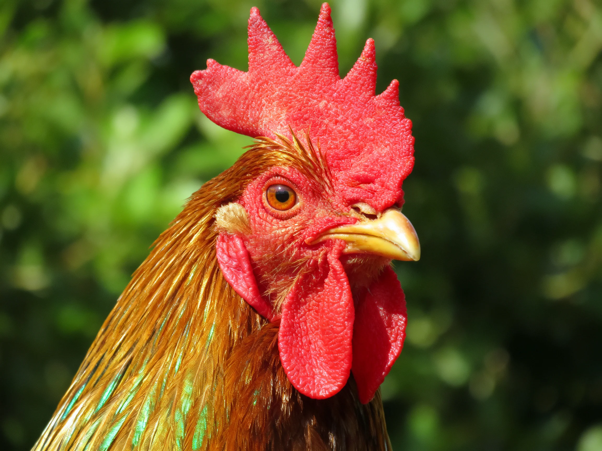 A vibrant rooster with red comb and golden-brown feathers against green foliage
