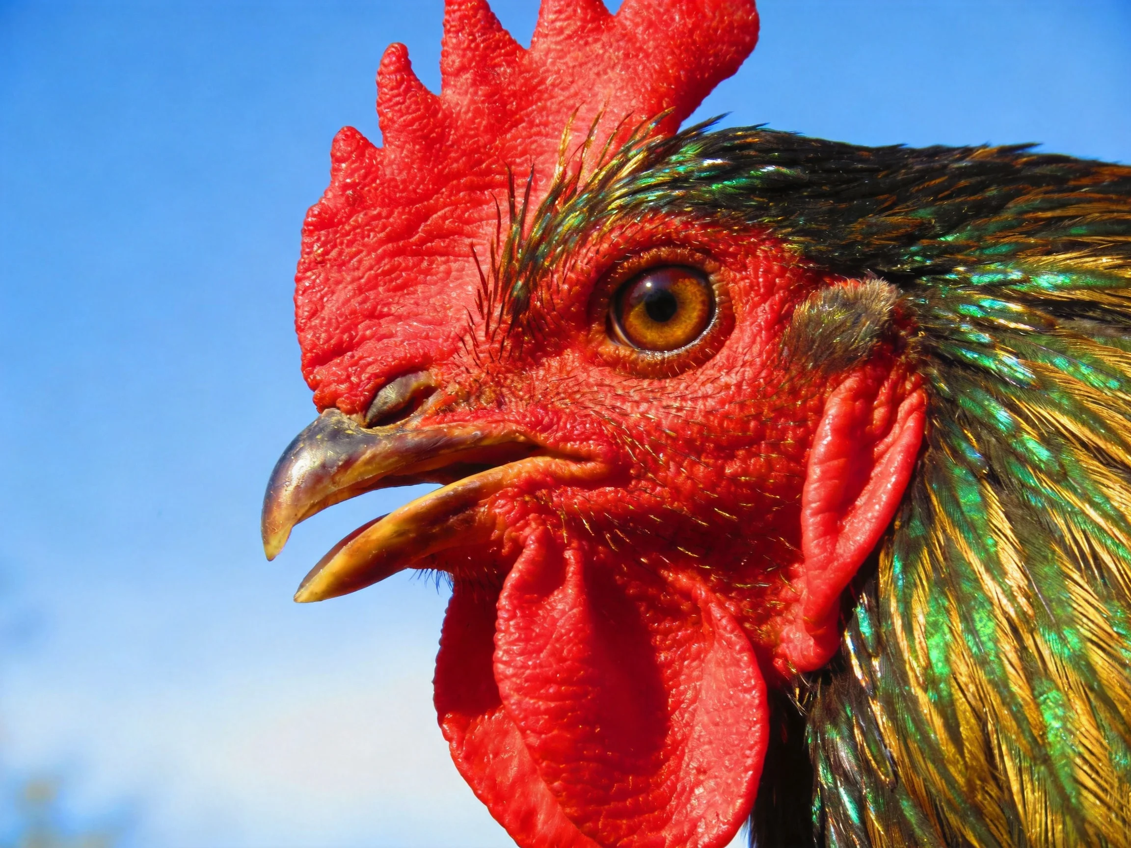 A vibrant rooster with red comb and iridescent green-gold feathers against blue sky