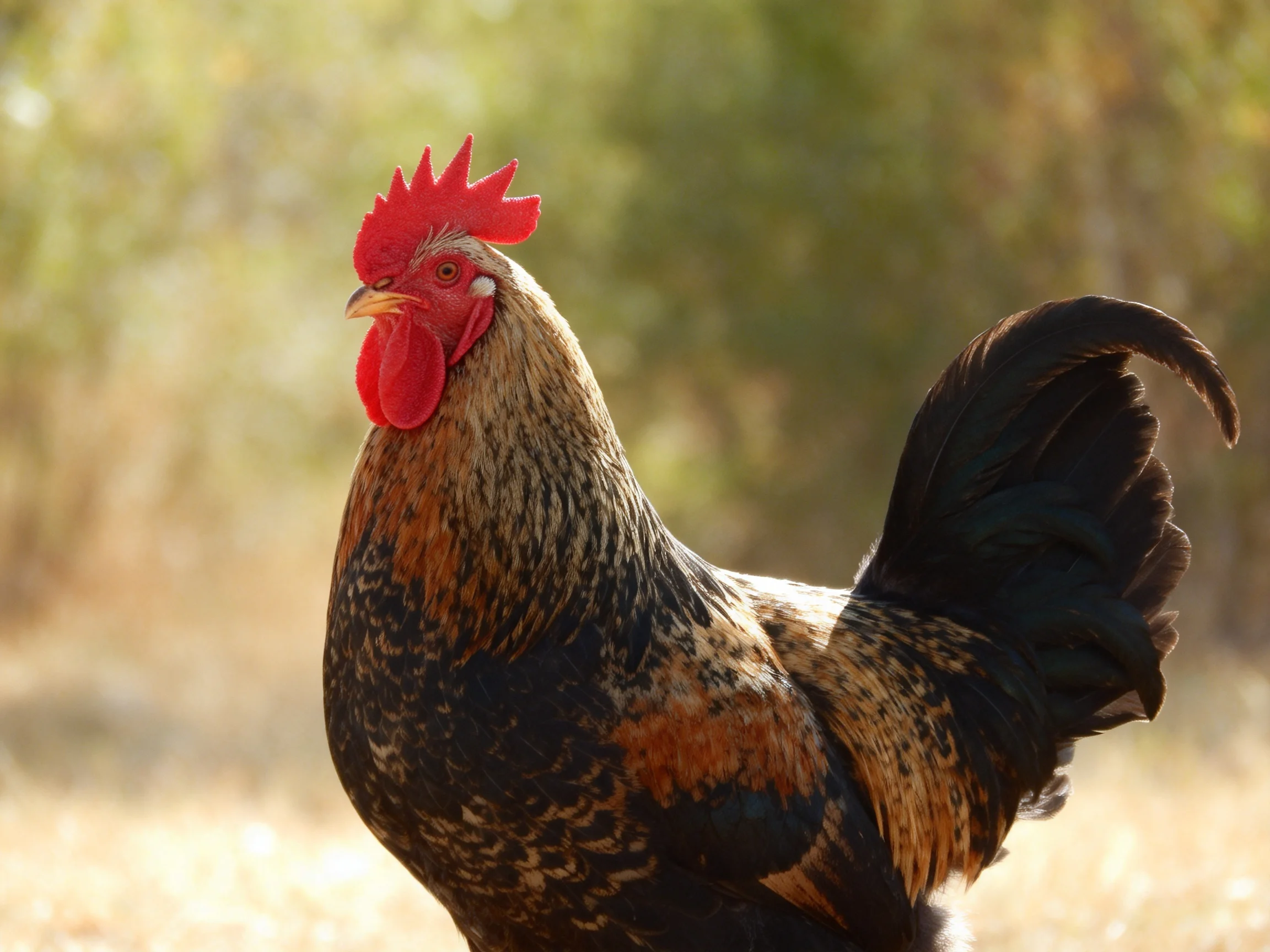 A vibrant rooster with red comb and multicolored plumage in natural light