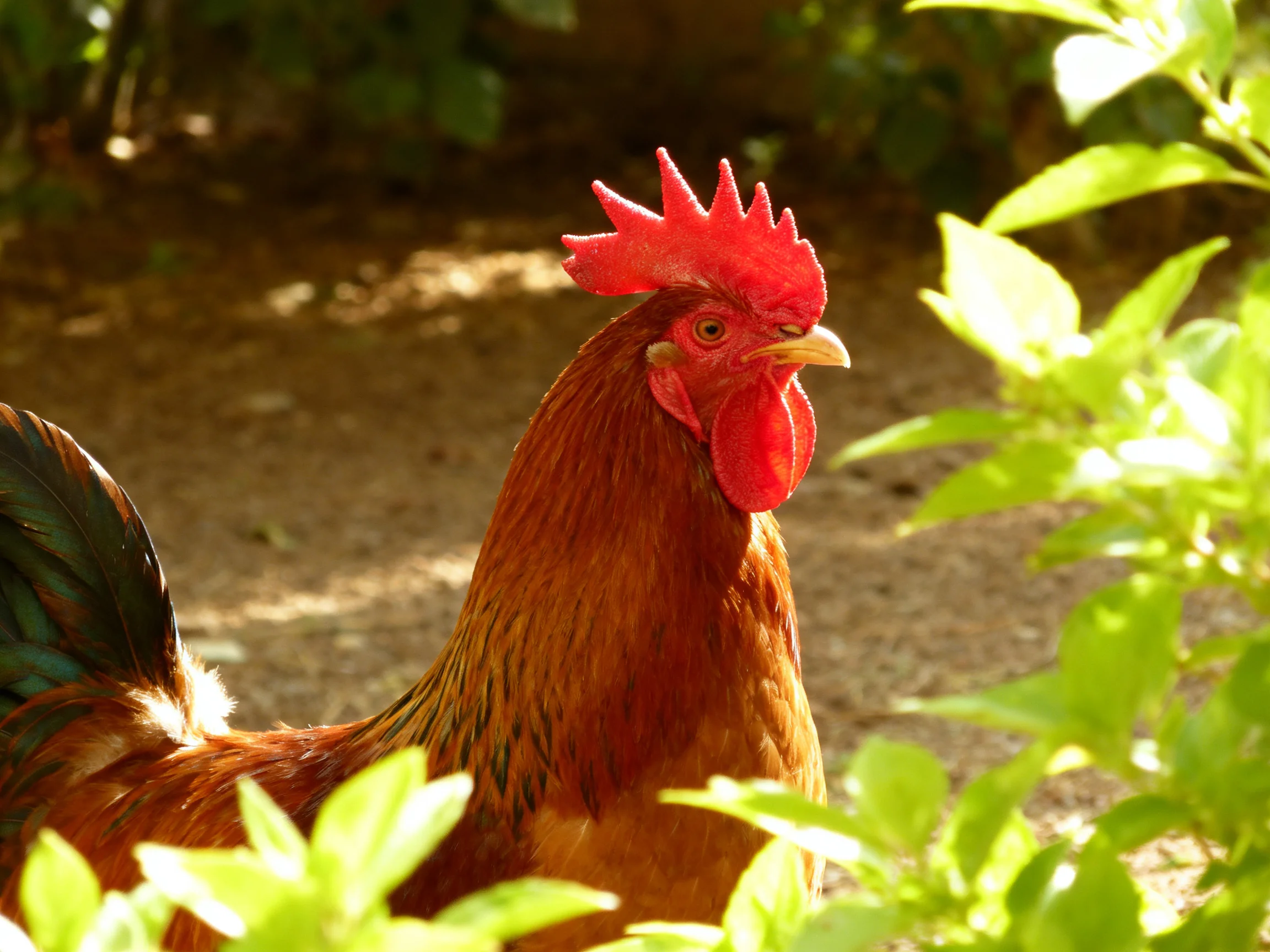 A rooster with a bright red comb is surrounded by leafy plants in a sunlit area.