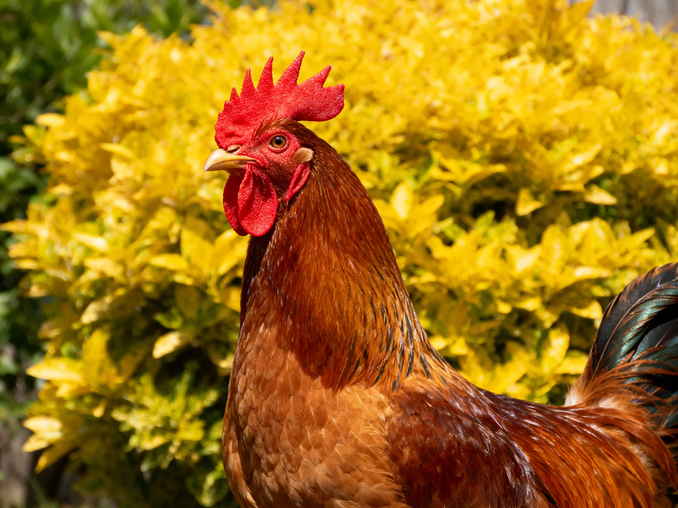 A vibrant rooster with reddish-brown plumage stands before bright yellow foliage