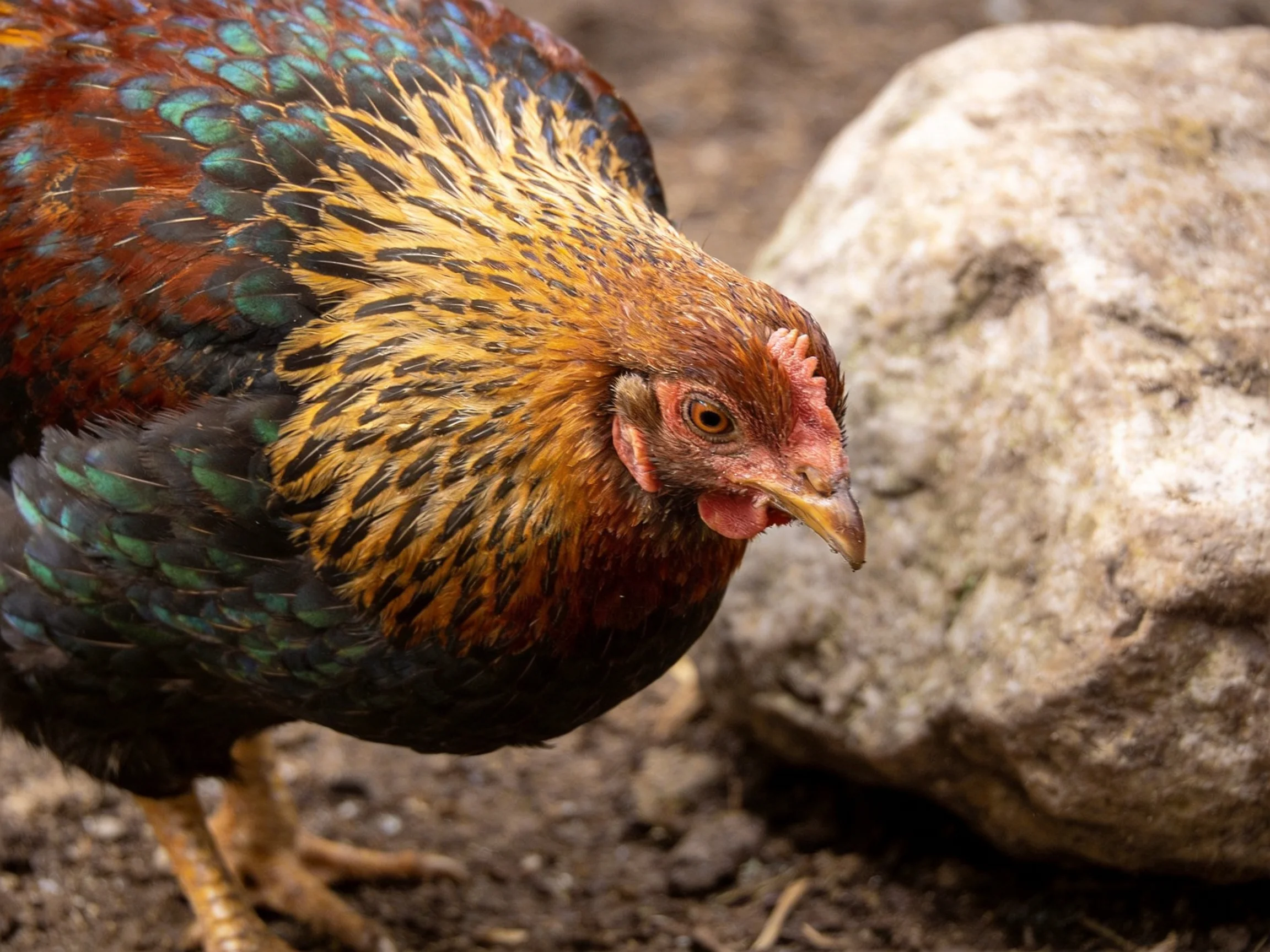 A vibrantly colored chicken with multicolored plumage near a large rock